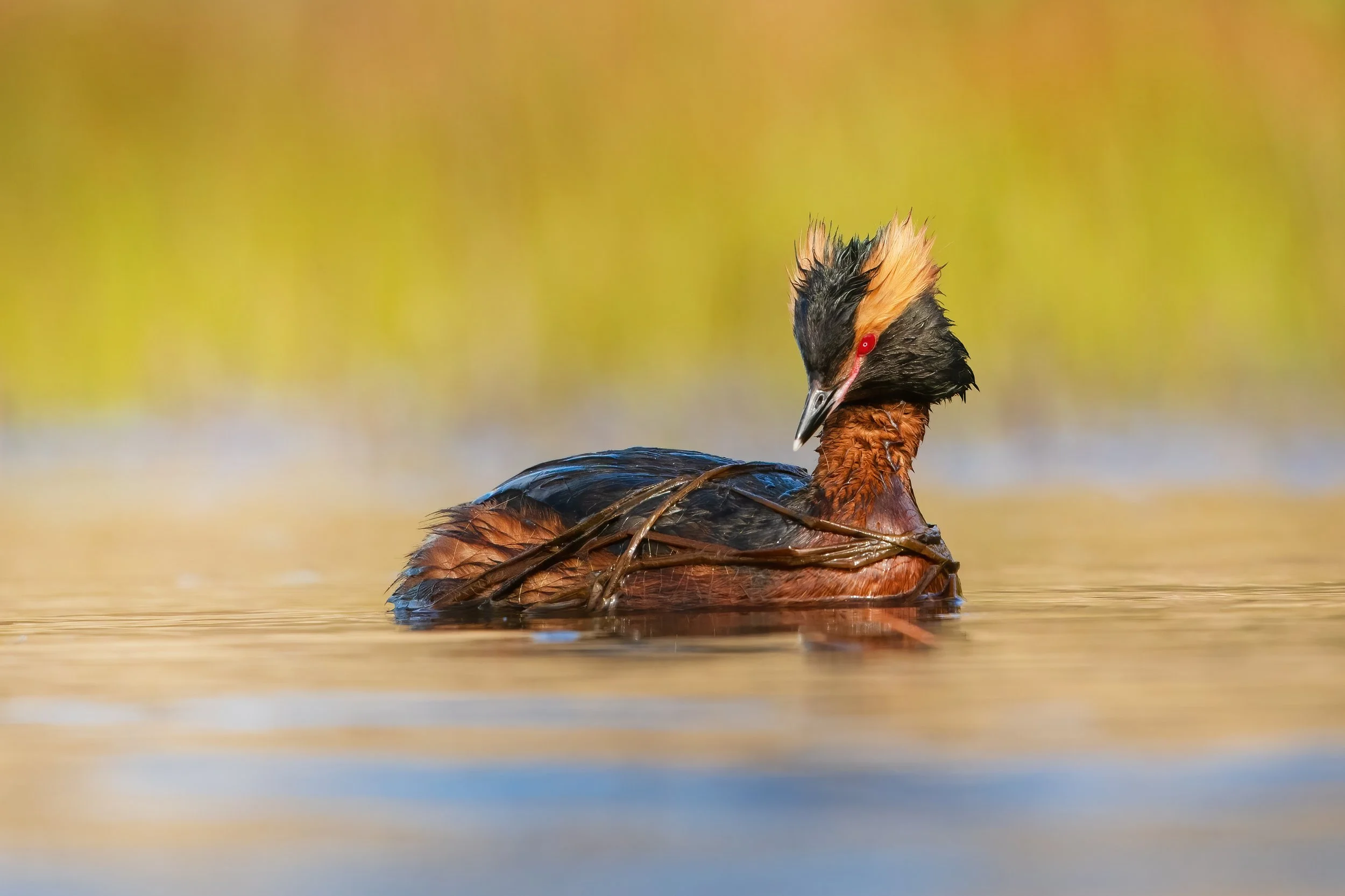 SlavonianGrebe5.jpg