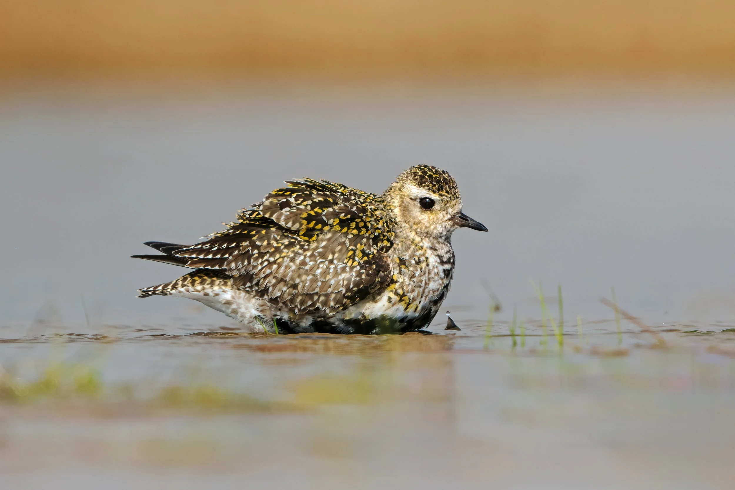 Golden Plover3.jpg