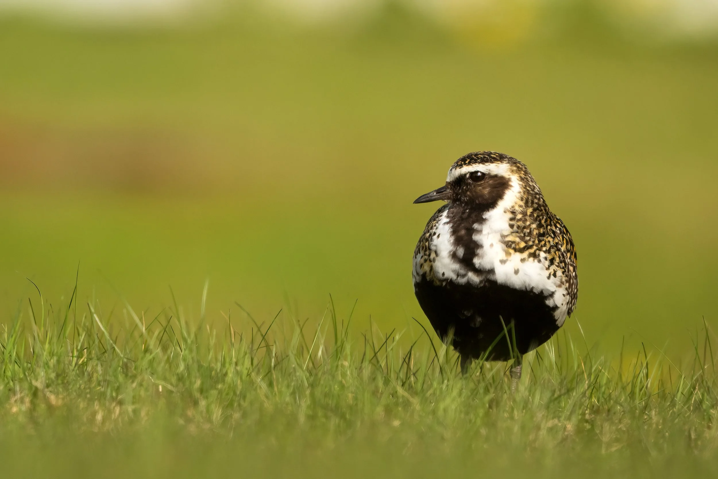 Golden Plover10.jpg