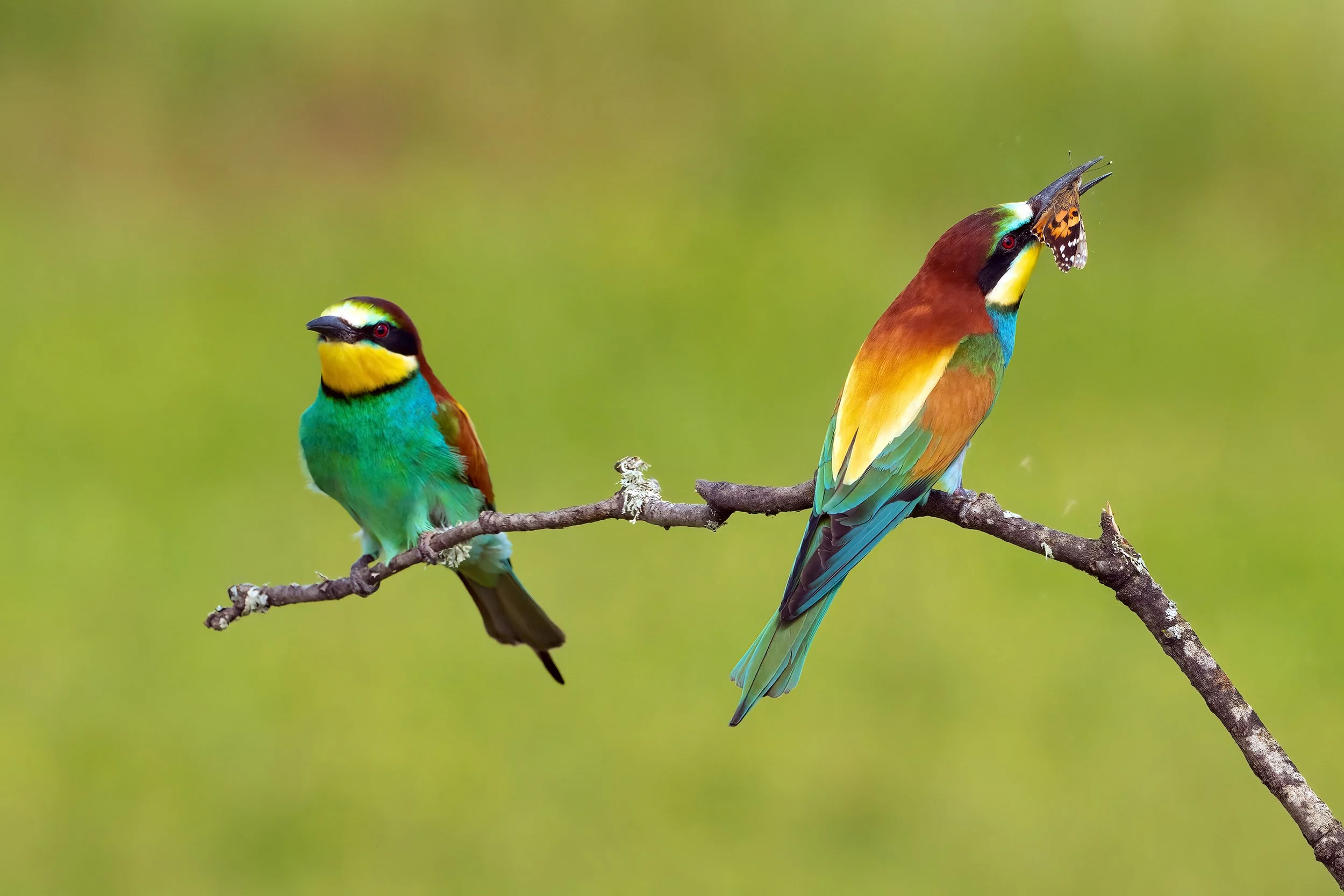 Bee Eaters9.jpg