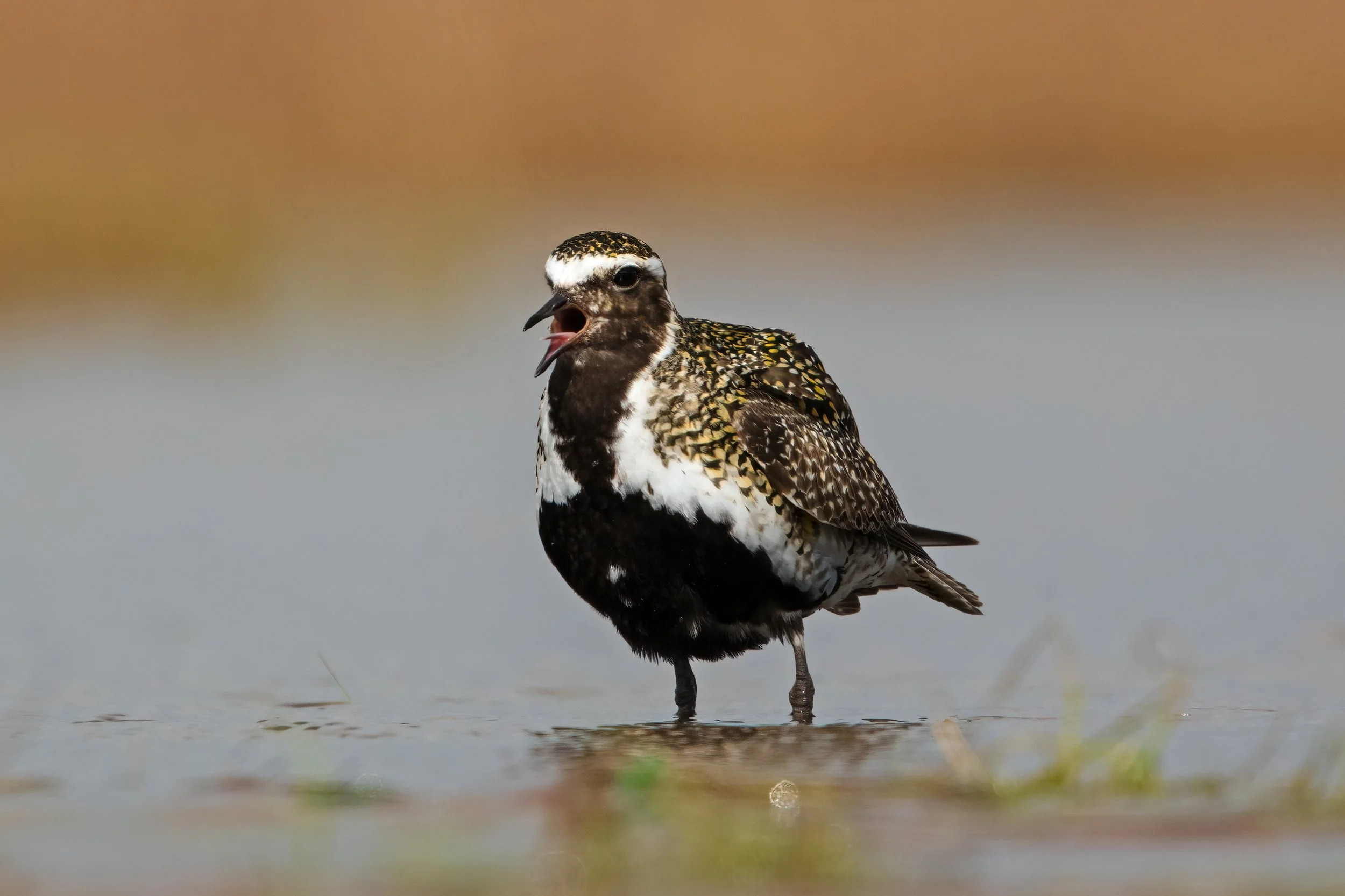 Golden Plover4.jpg
