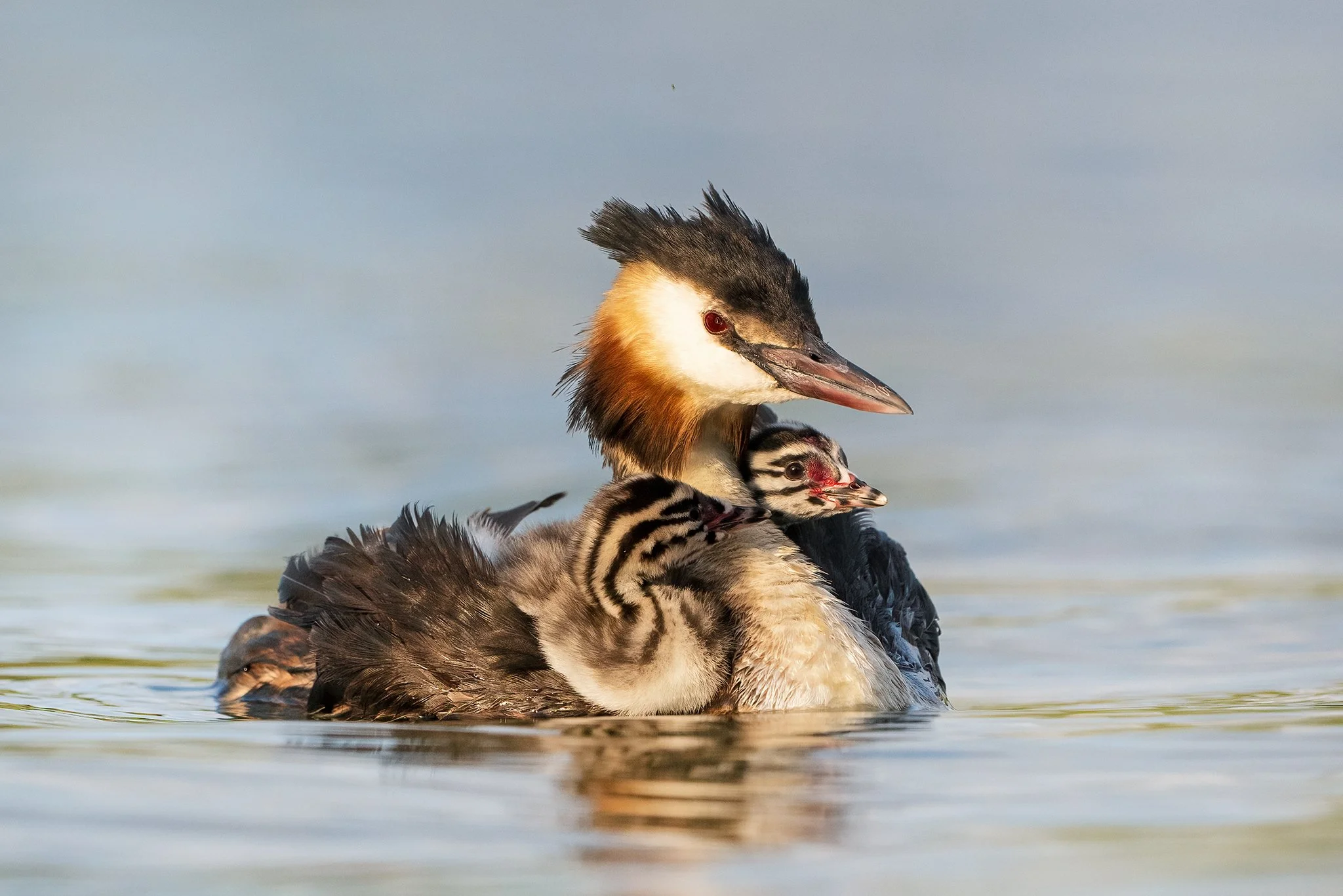 Grebe28.jpg