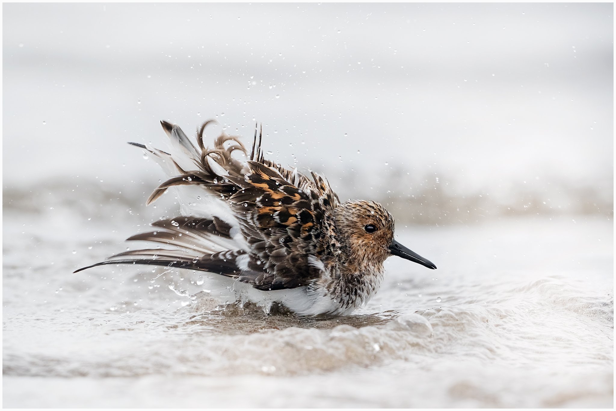 Little bath for this fellow