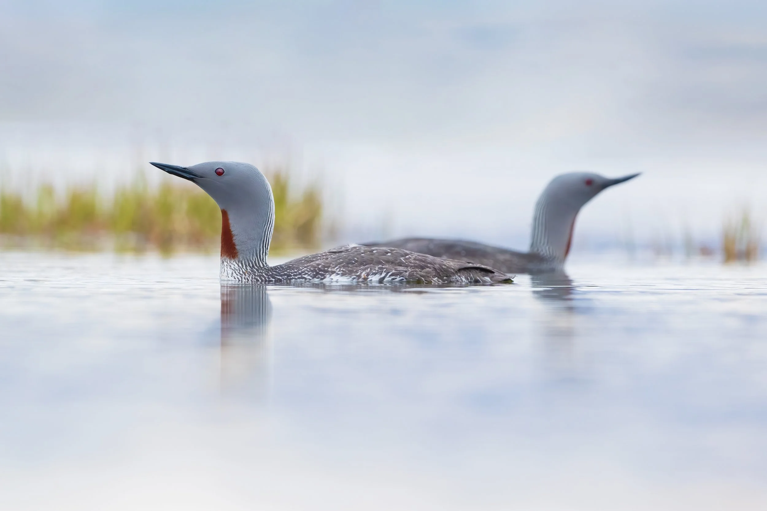 Red-throated Diver.jpg