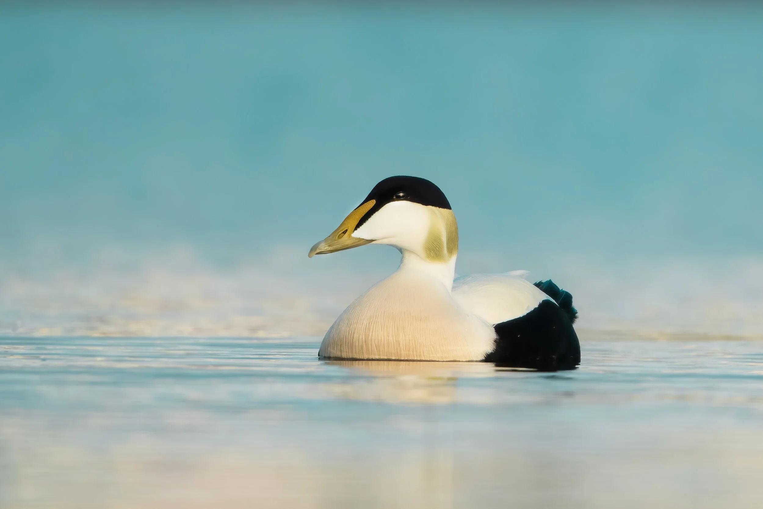 Eider Duck2.jpg