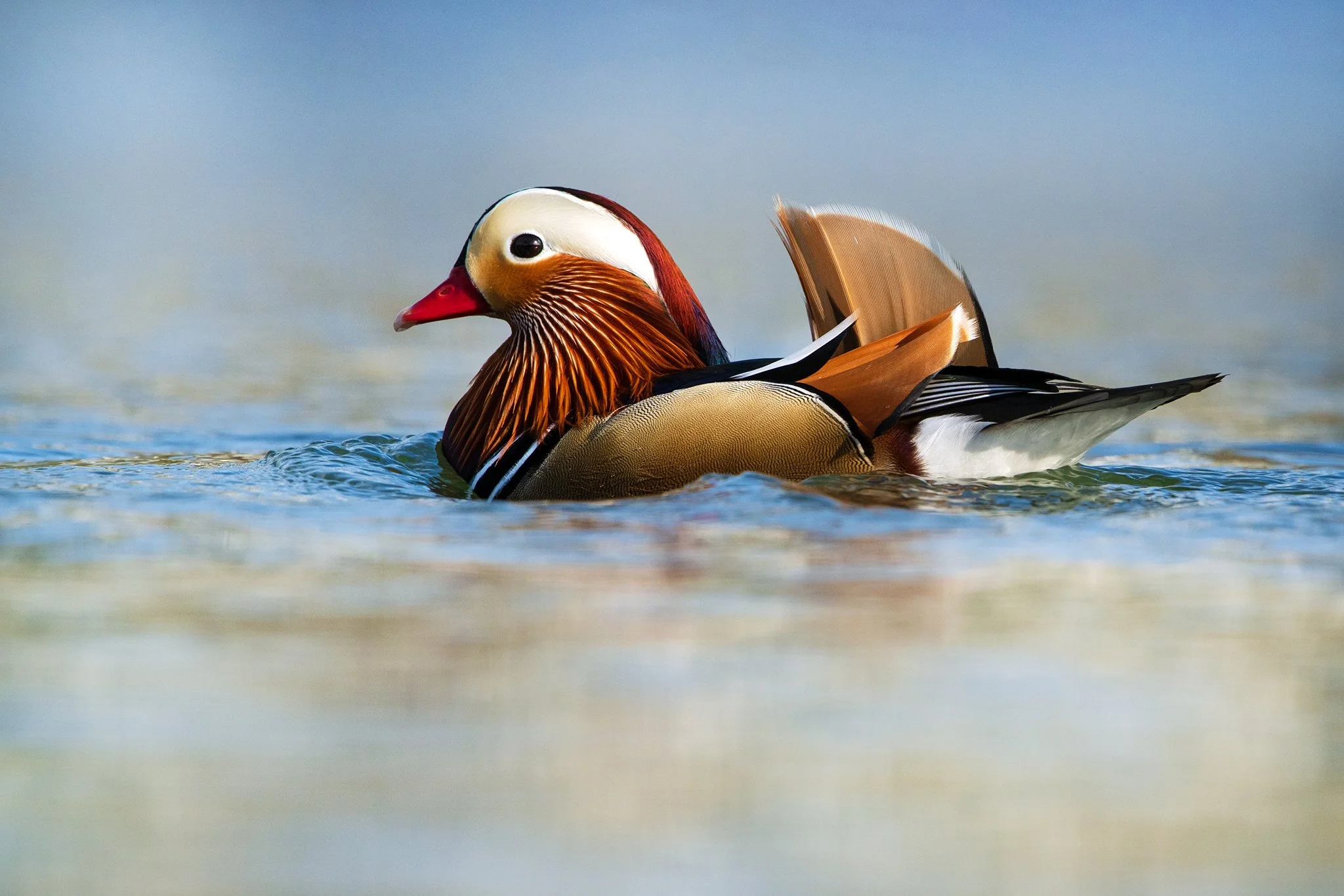 Mandarin Duck