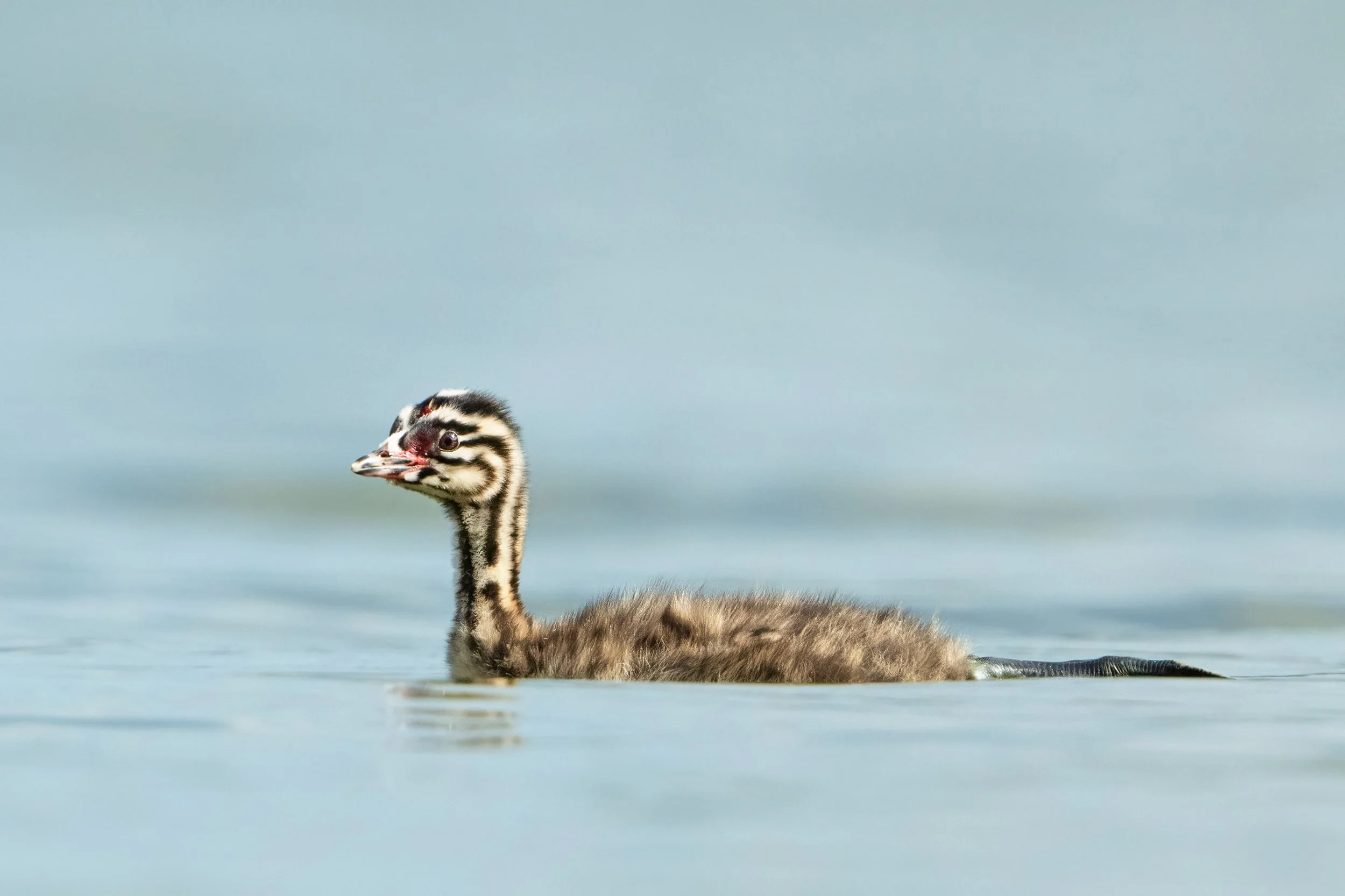 Grebe23.jpg