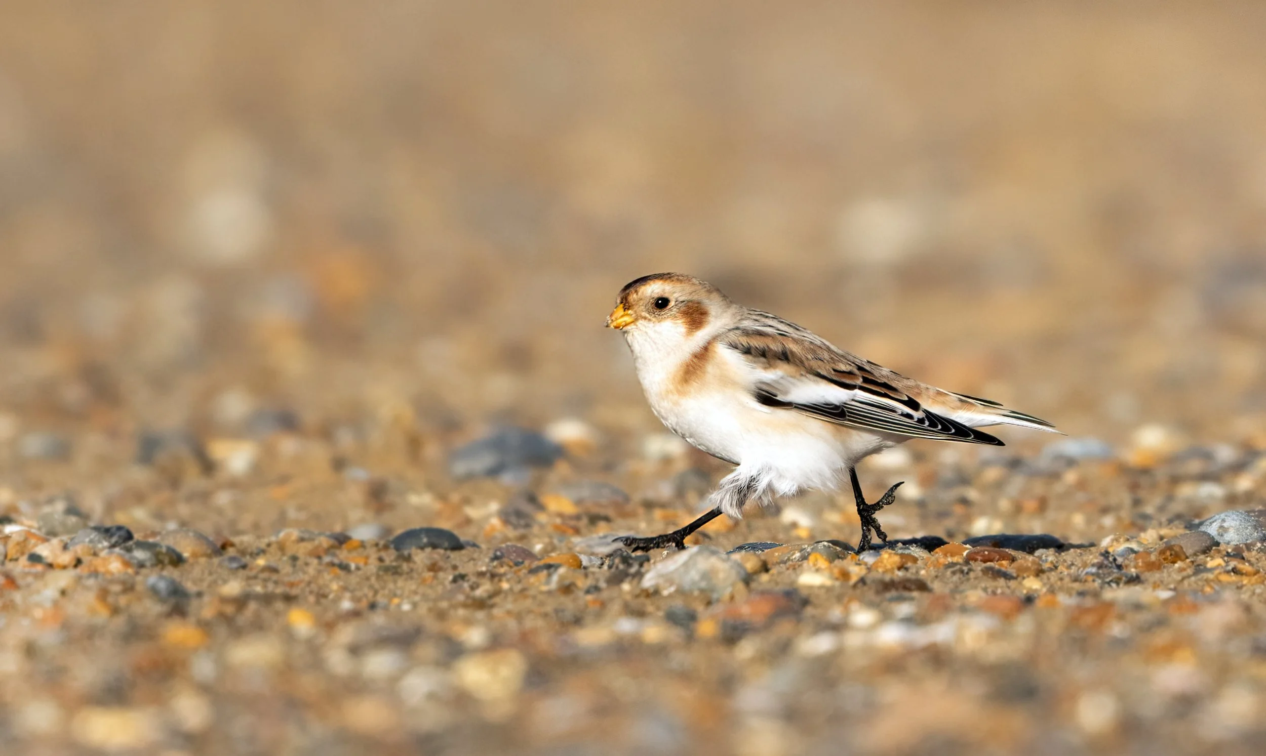 snowbunting3.jpg