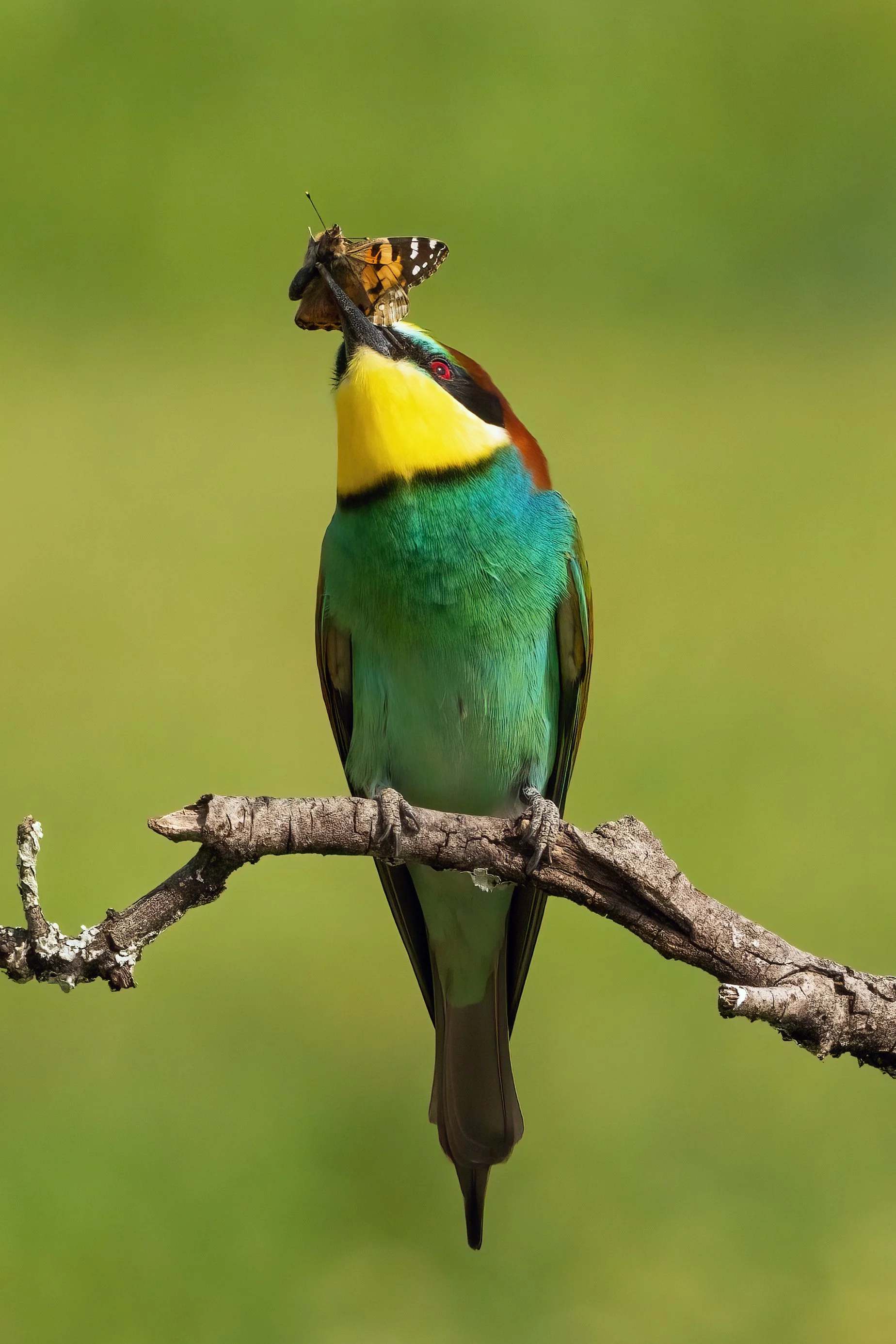 Bee Eaters15.jpg