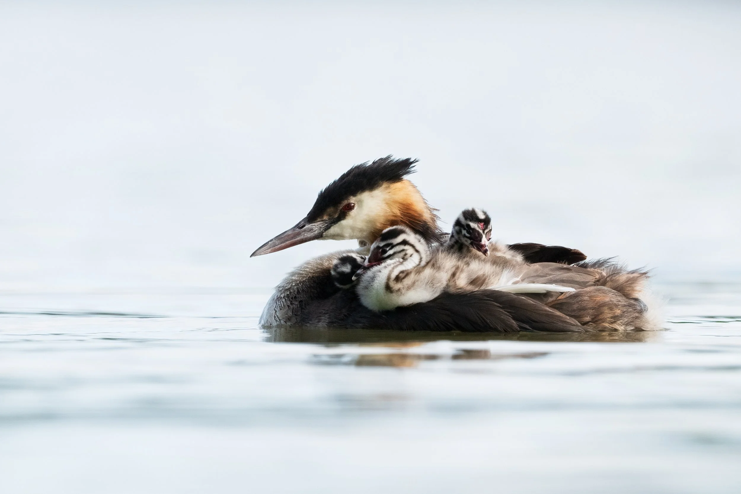 Grebe22.jpg