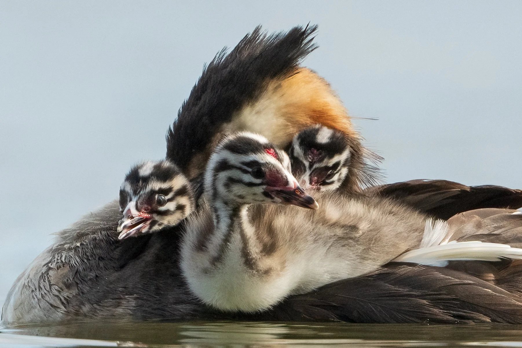 Grebe26.jpg
