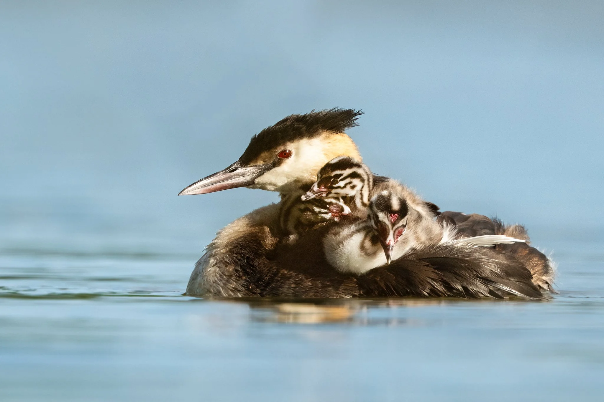 Grebe21.jpg