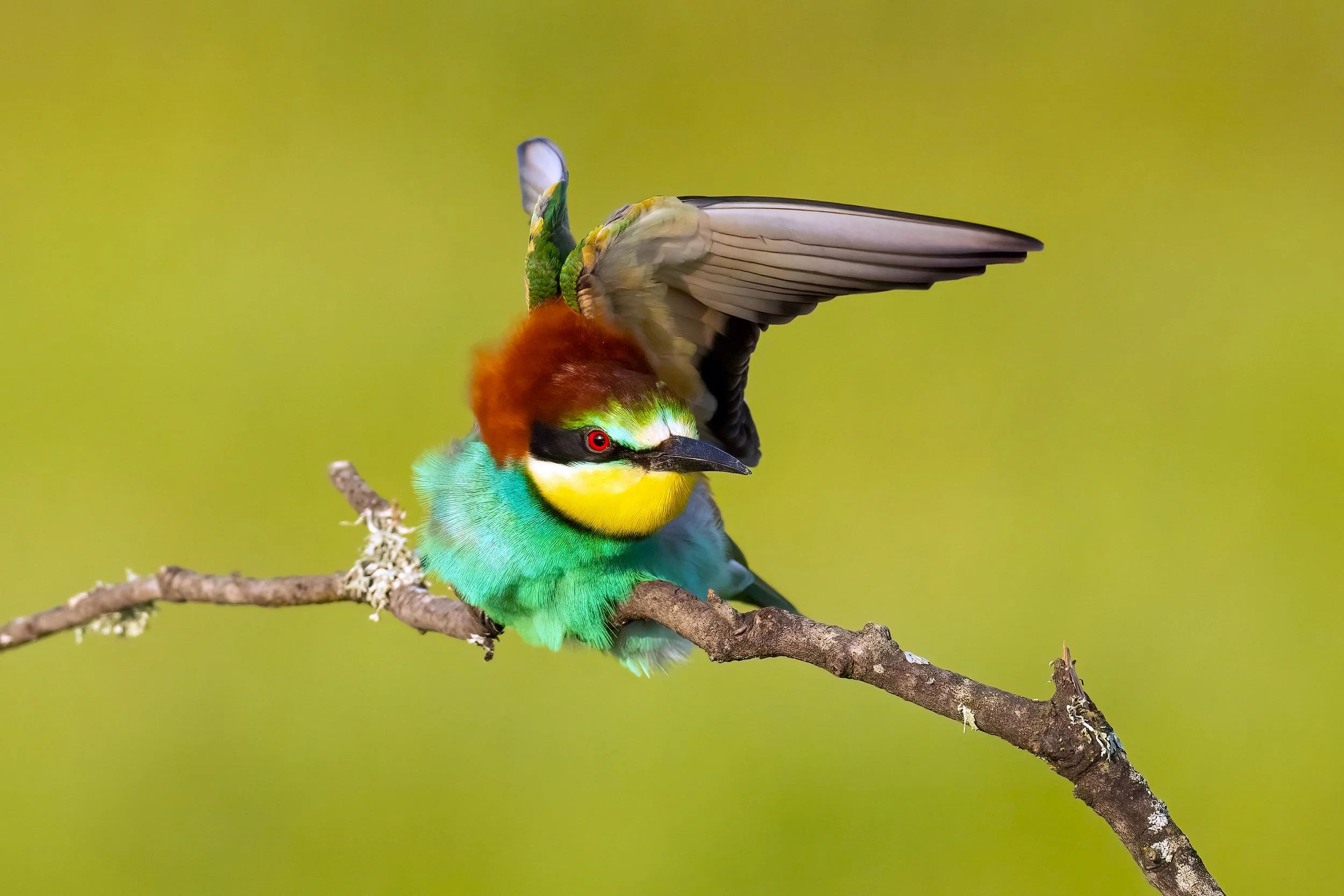 Bee Eaters6.jpg