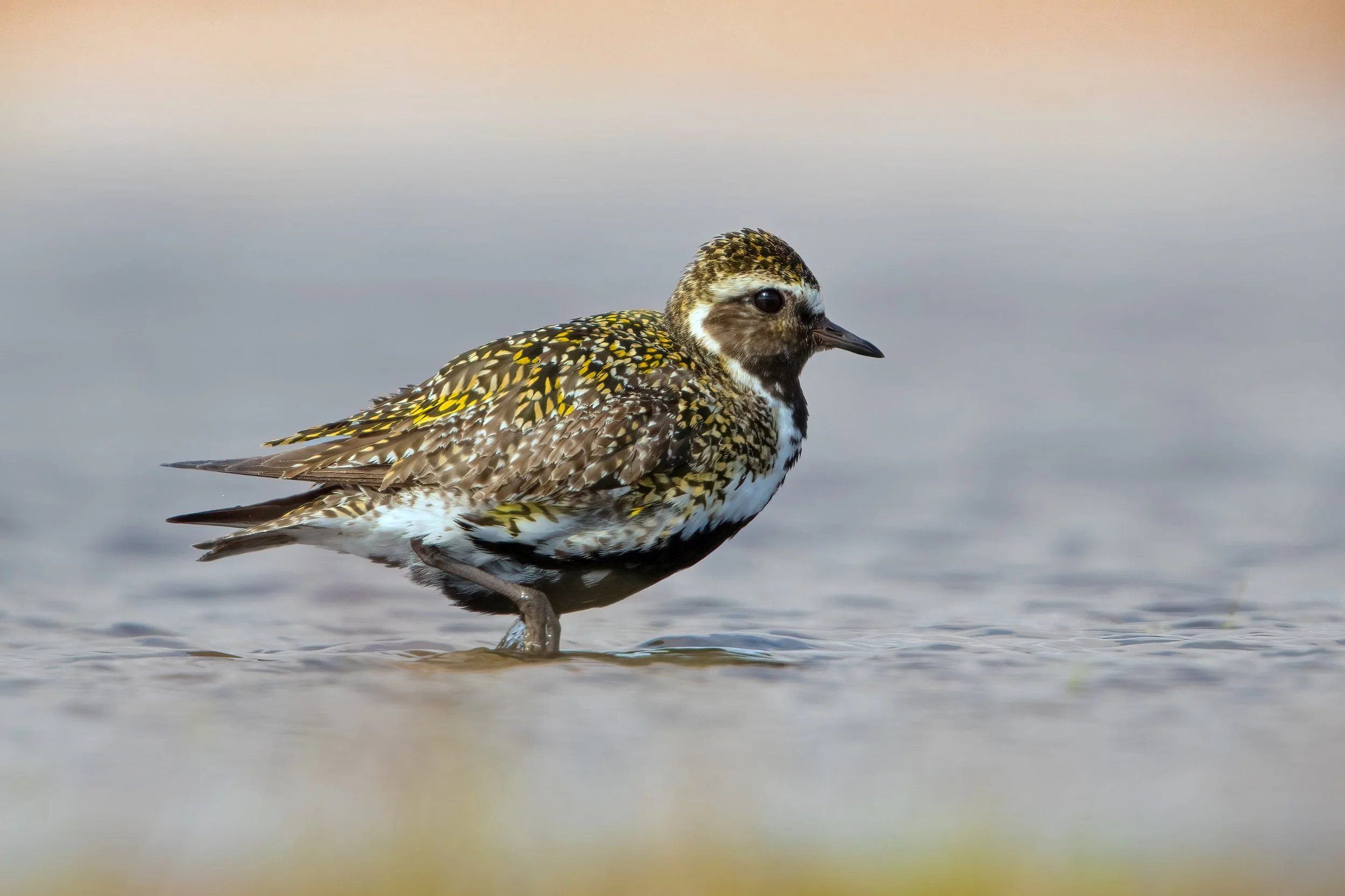 Golden Plover7.jpg