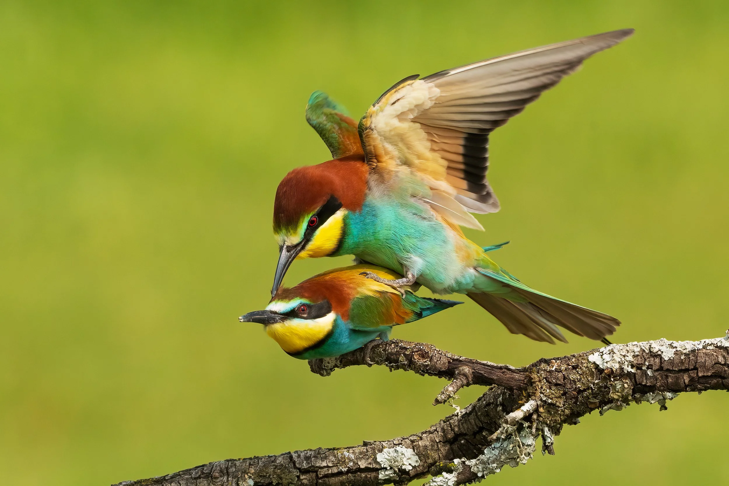 Bee Eaters11.jpg