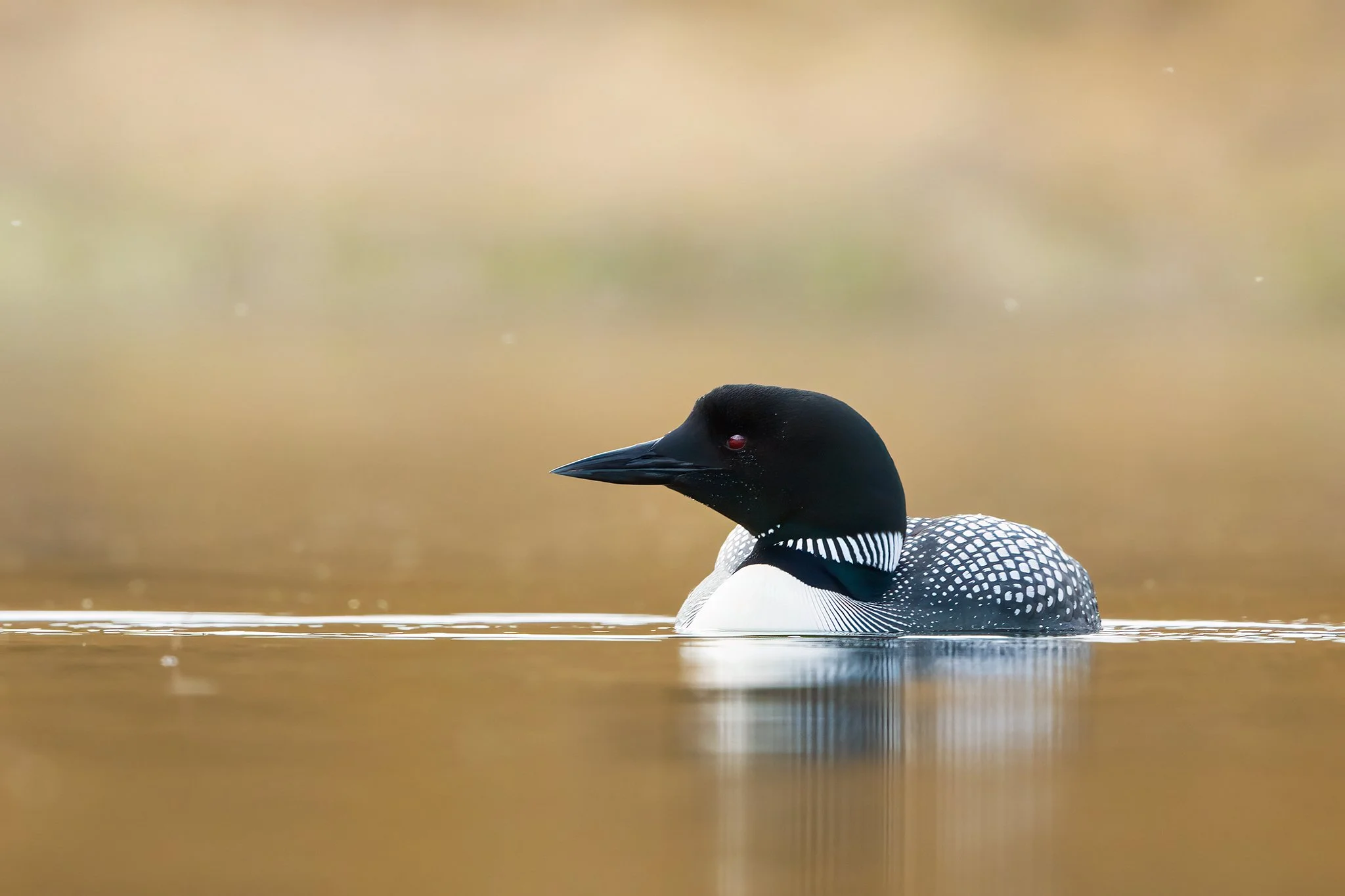 Northern Diver
