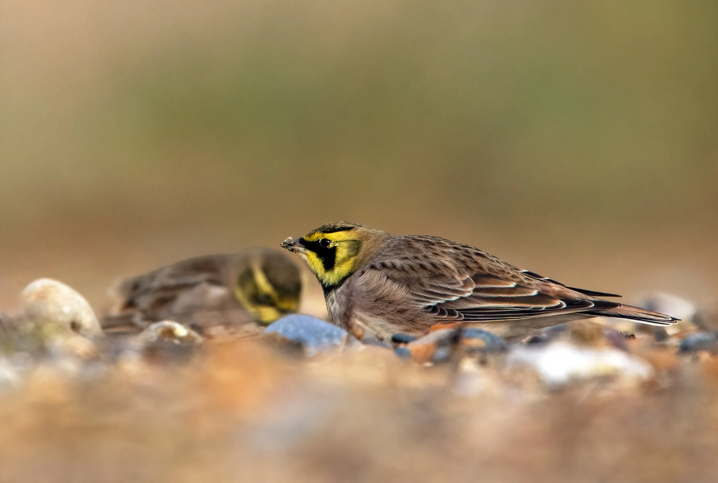 Shorelark4.jpg
