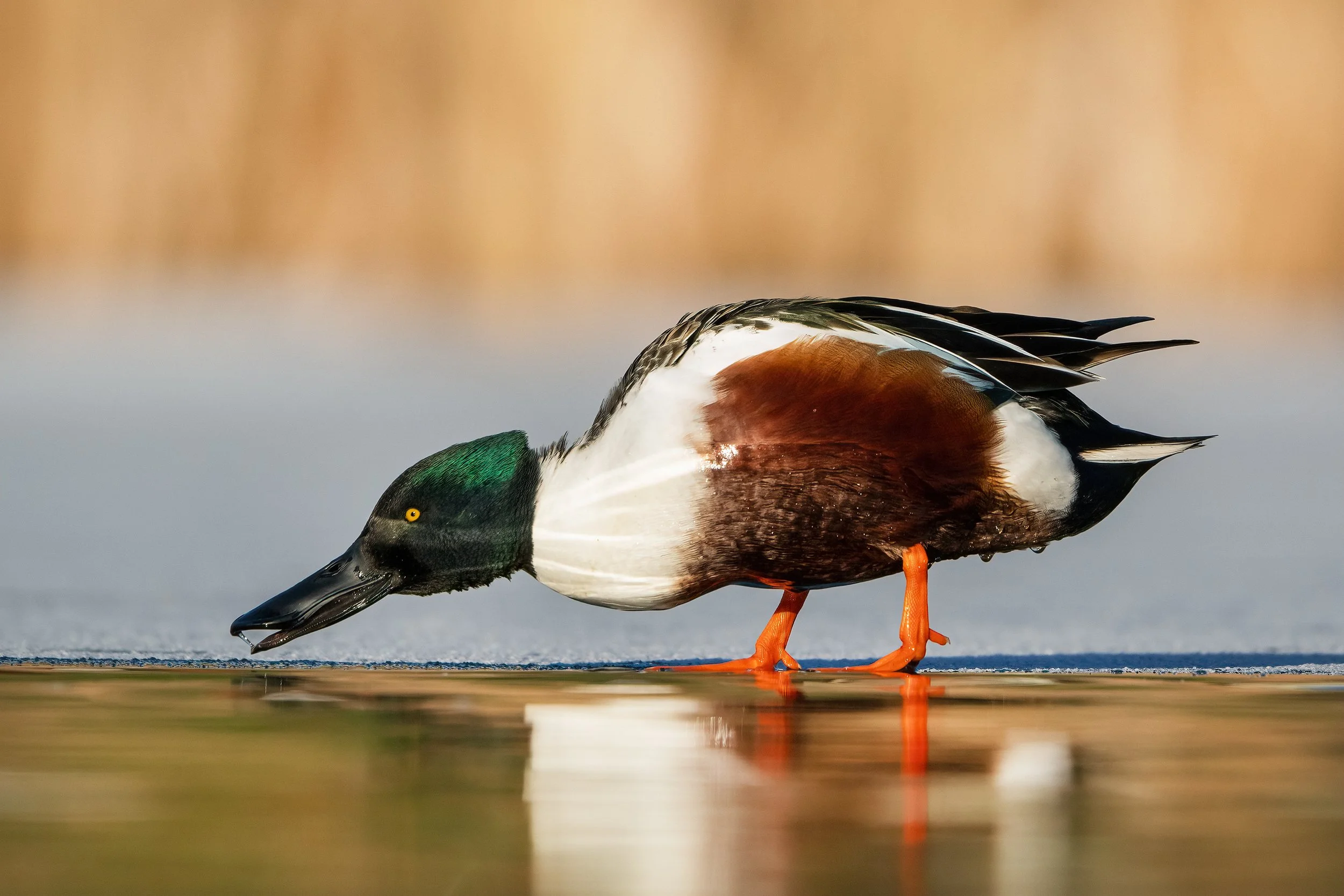 Shoveler10.jpg