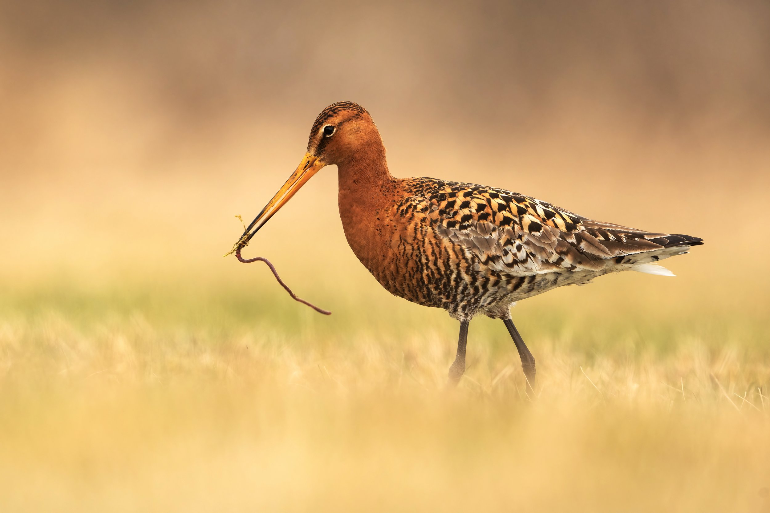 Godwit2.jpg