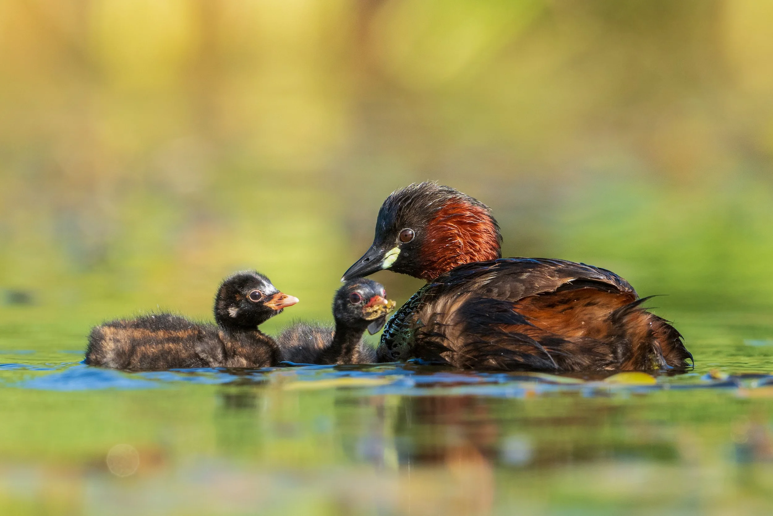 Little Grebes3.jpg