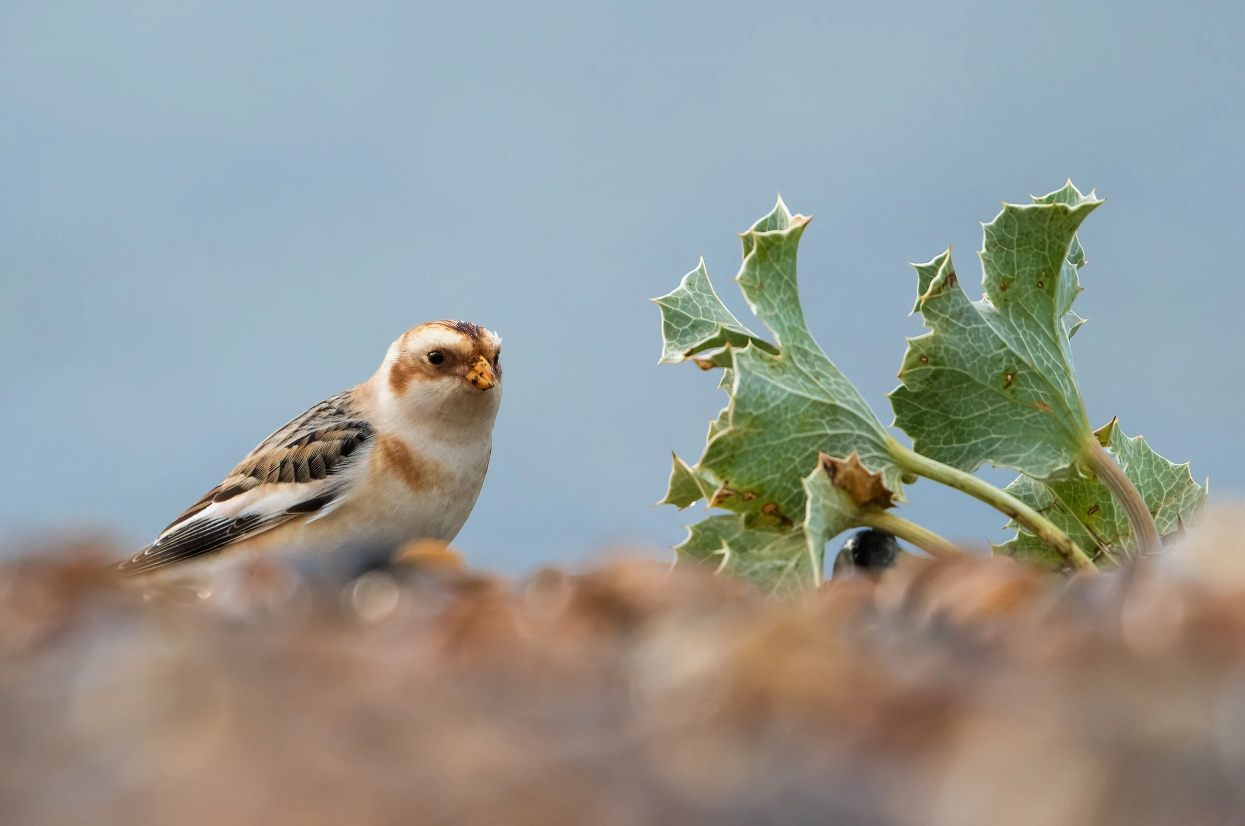 snowbunting2.jpg
