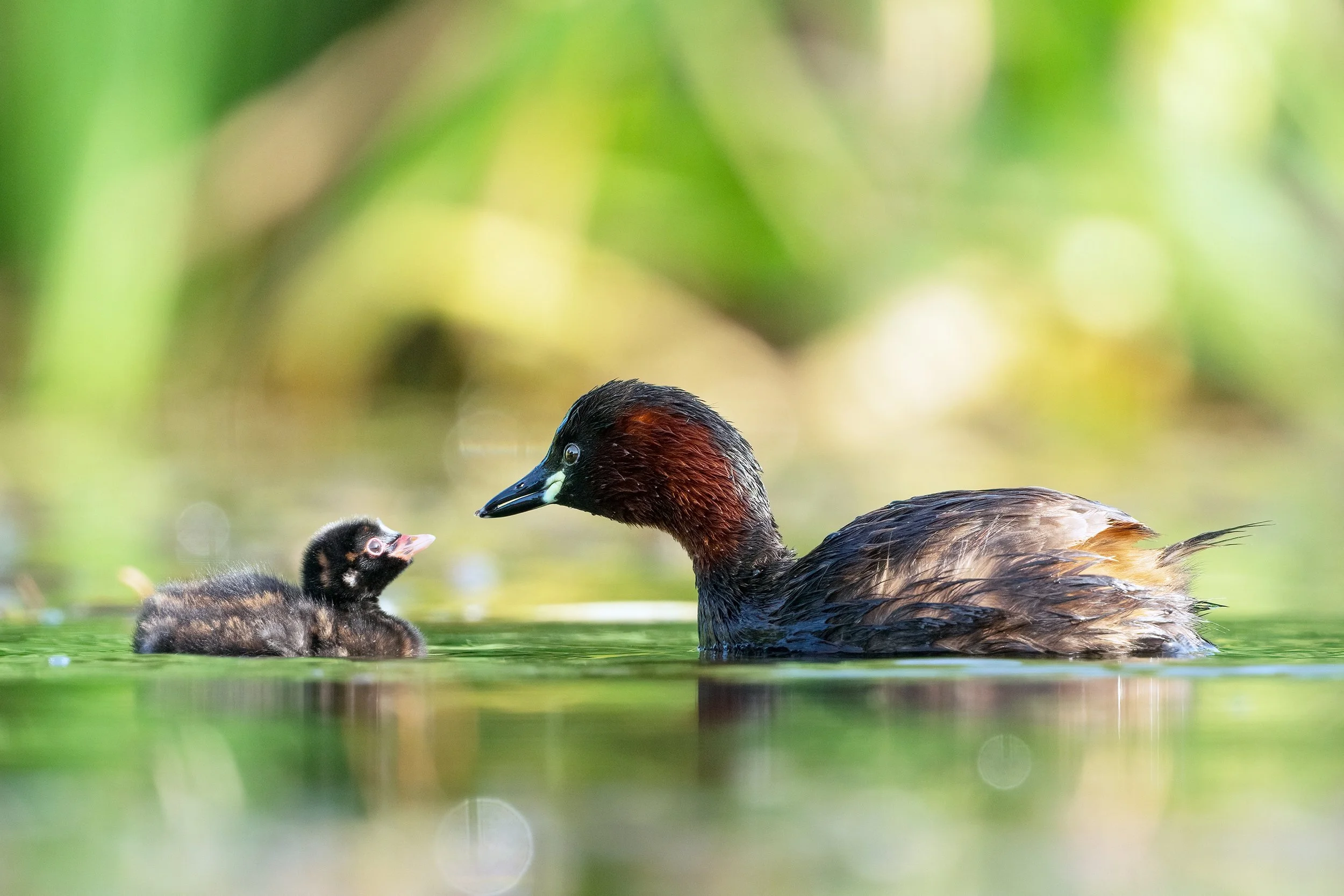 Little Grebes7.jpg