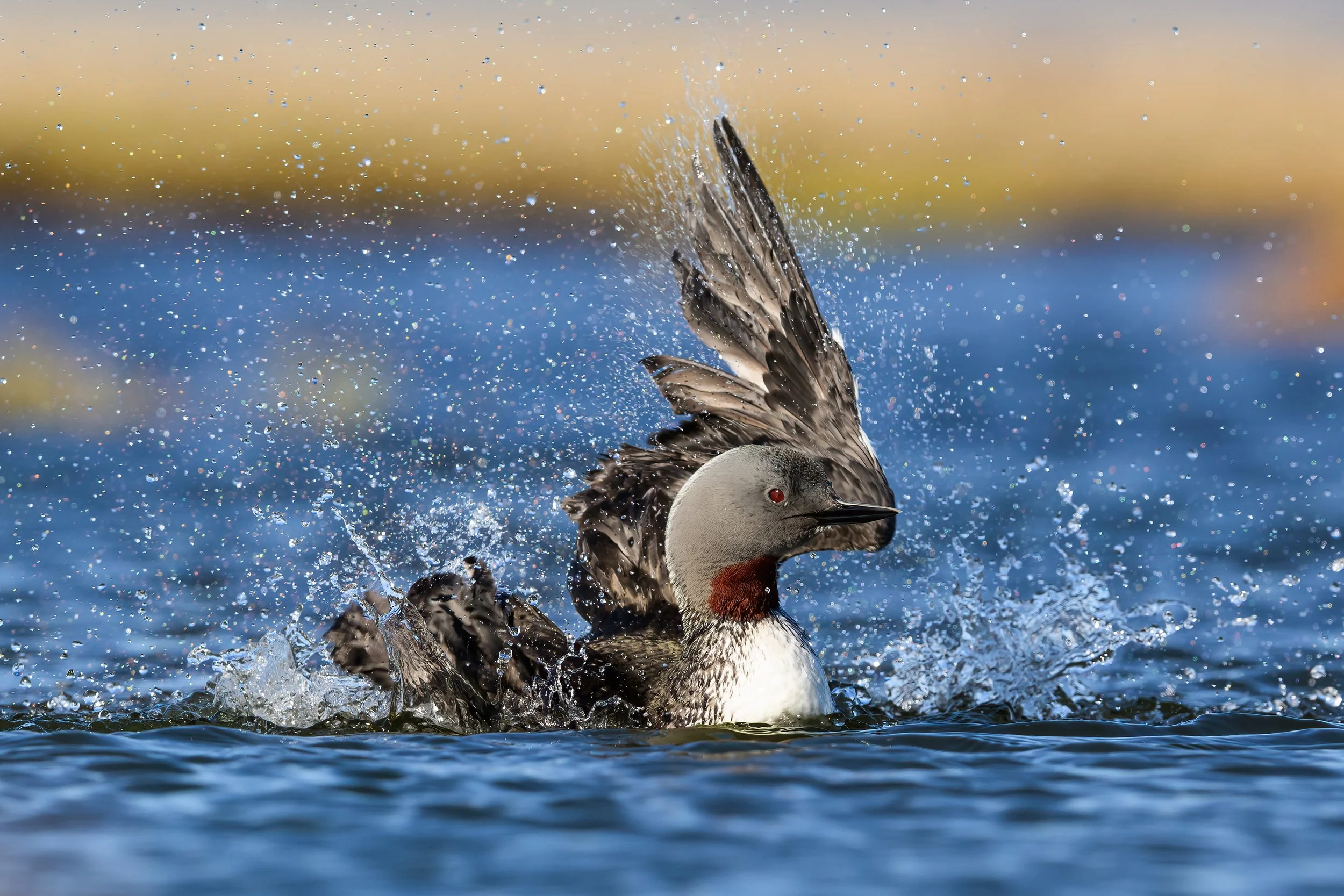 Red-throated Diver8.jpg