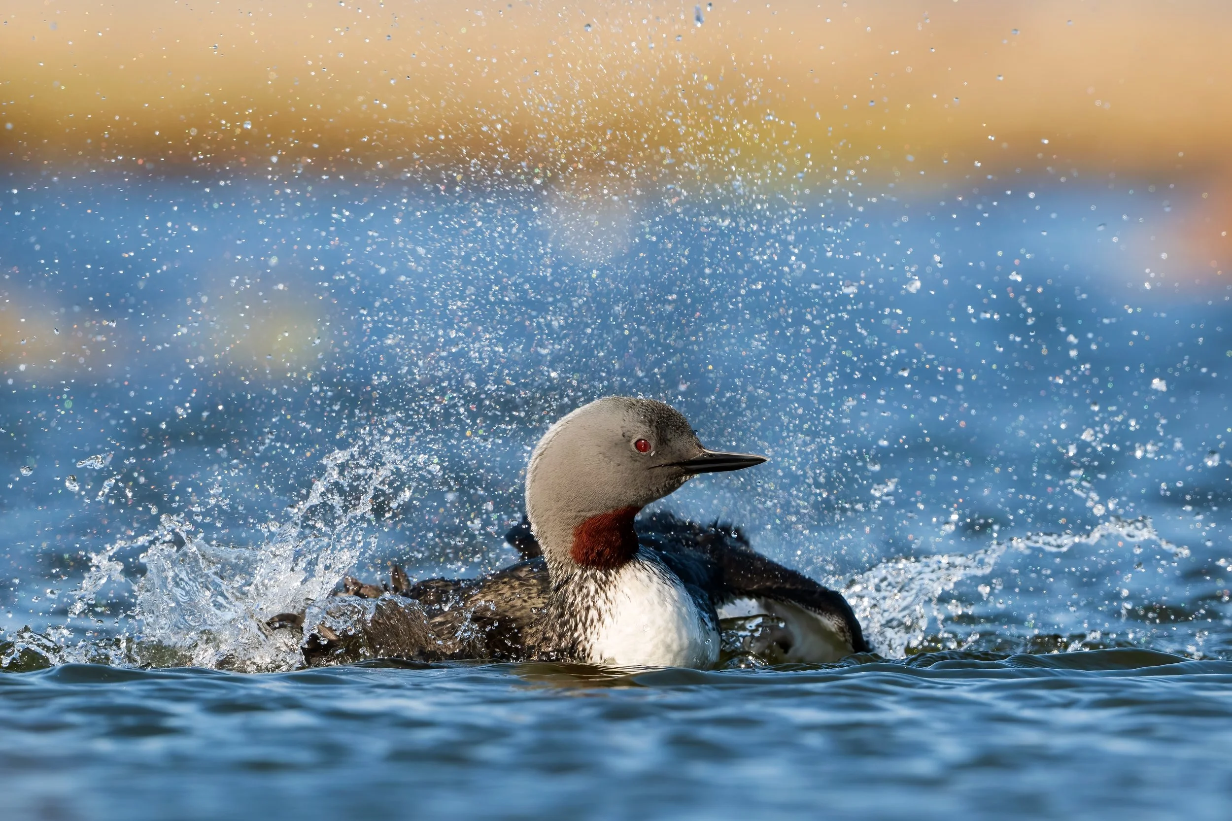 Red throated diver2.jpg
