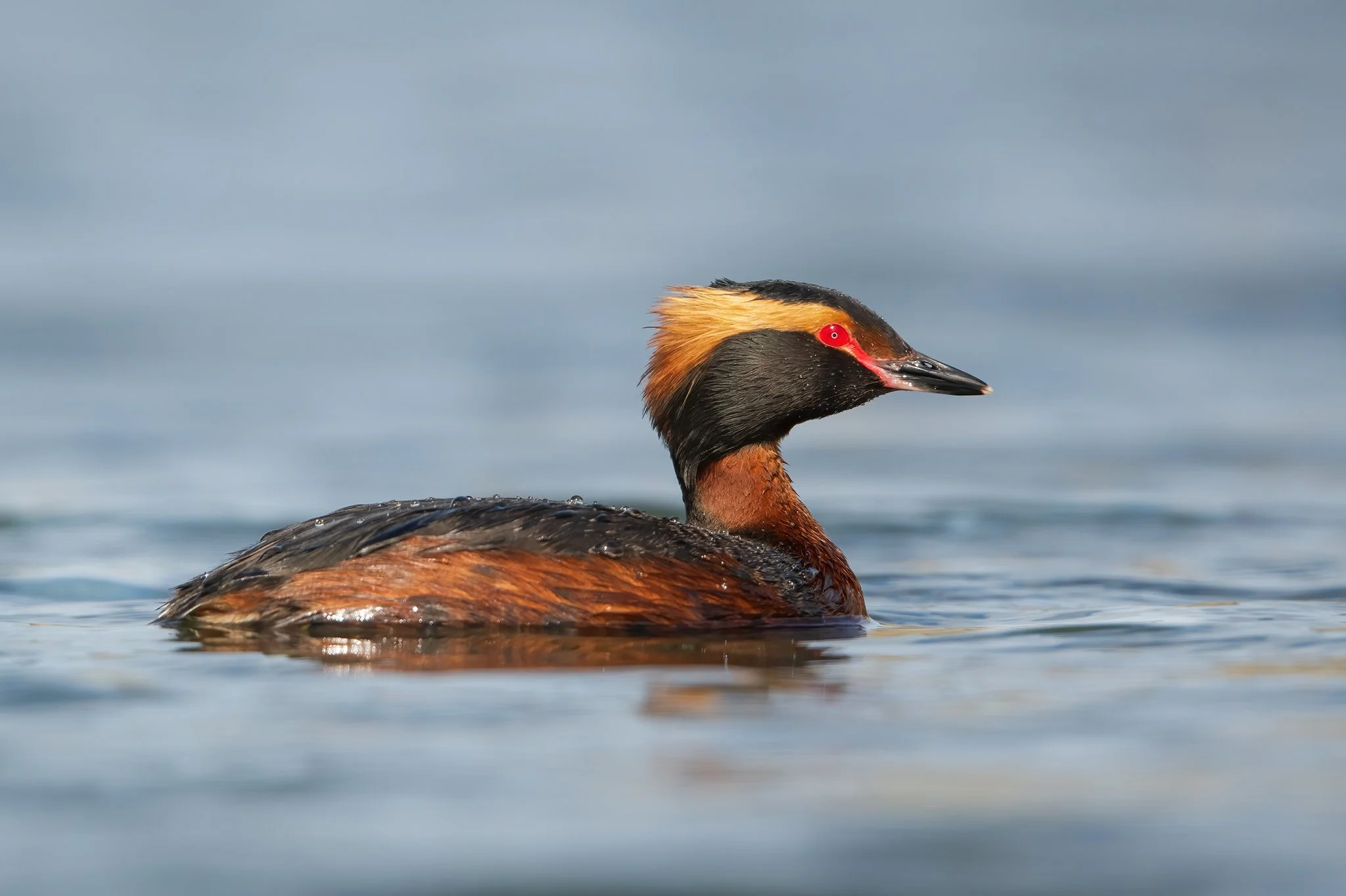 Slavonian Grebe 2.jpg