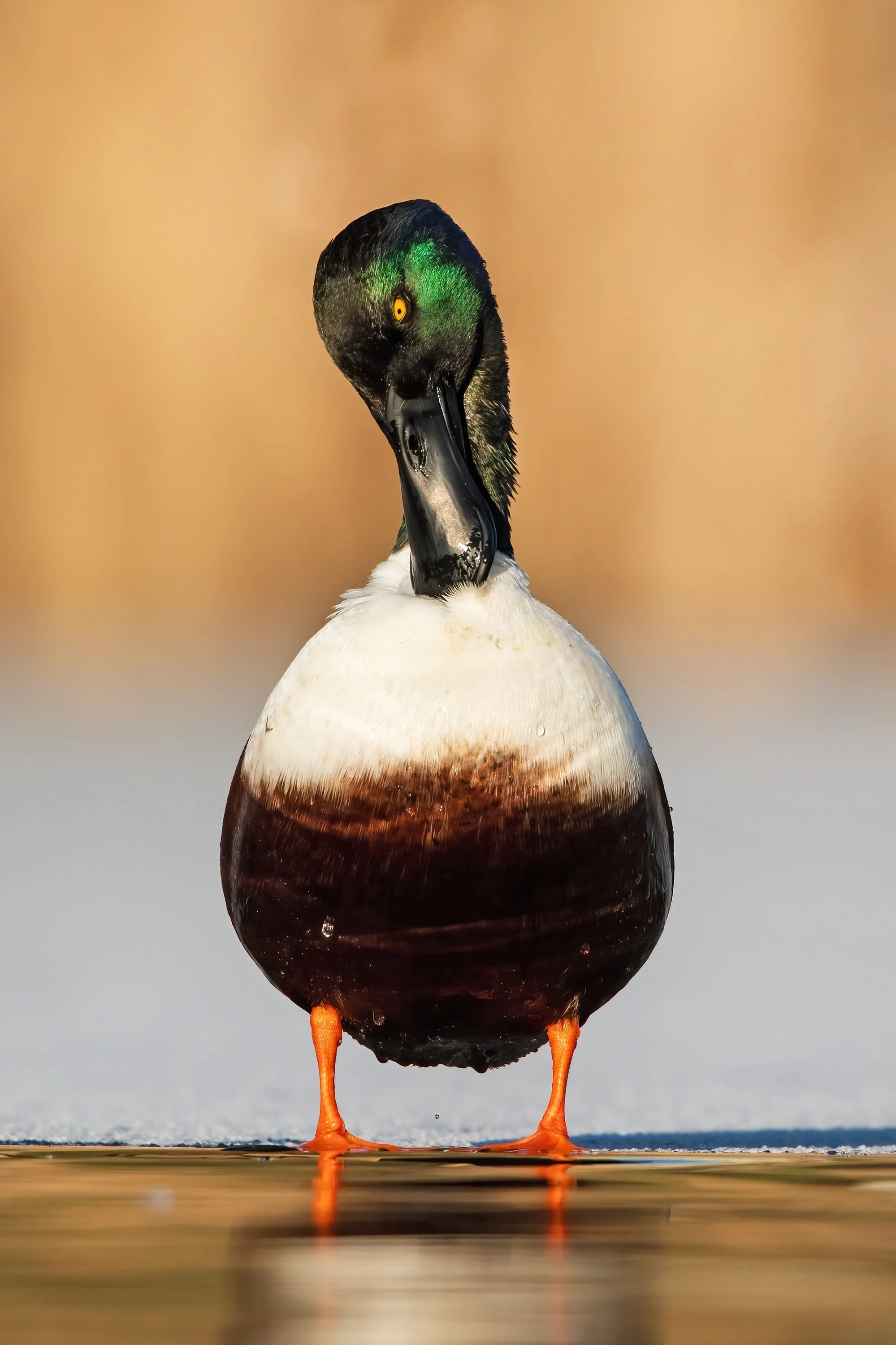Shoveler15.jpg