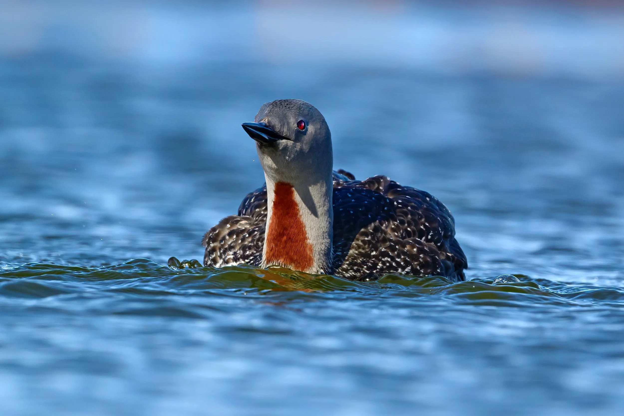 Red-throated Diver6.jpg