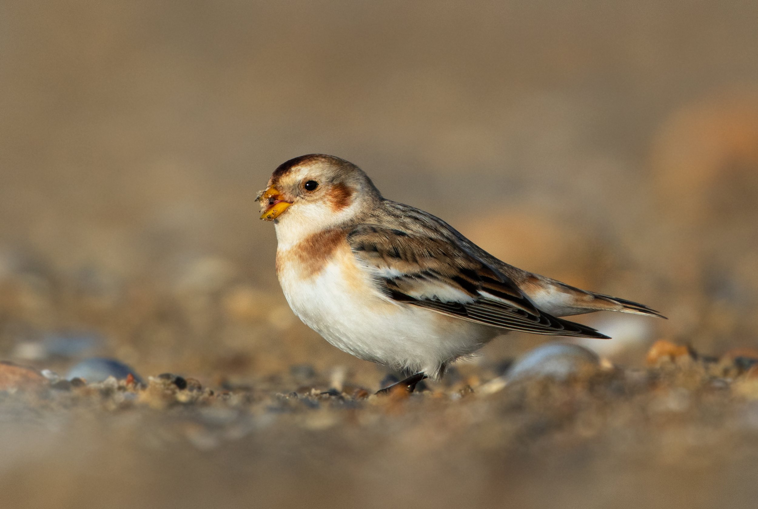 snowbunting6.jpg