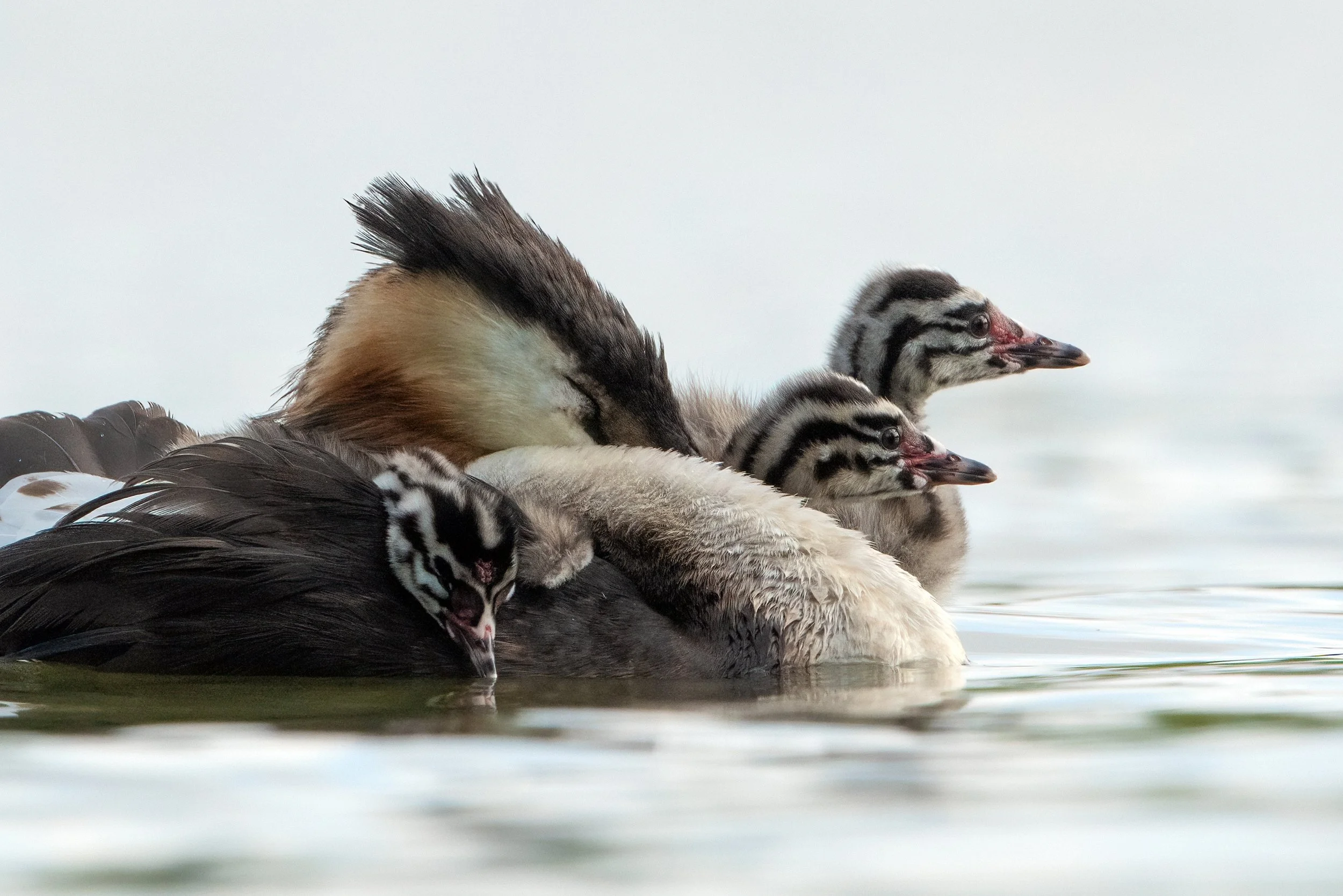 Grebe27.jpg