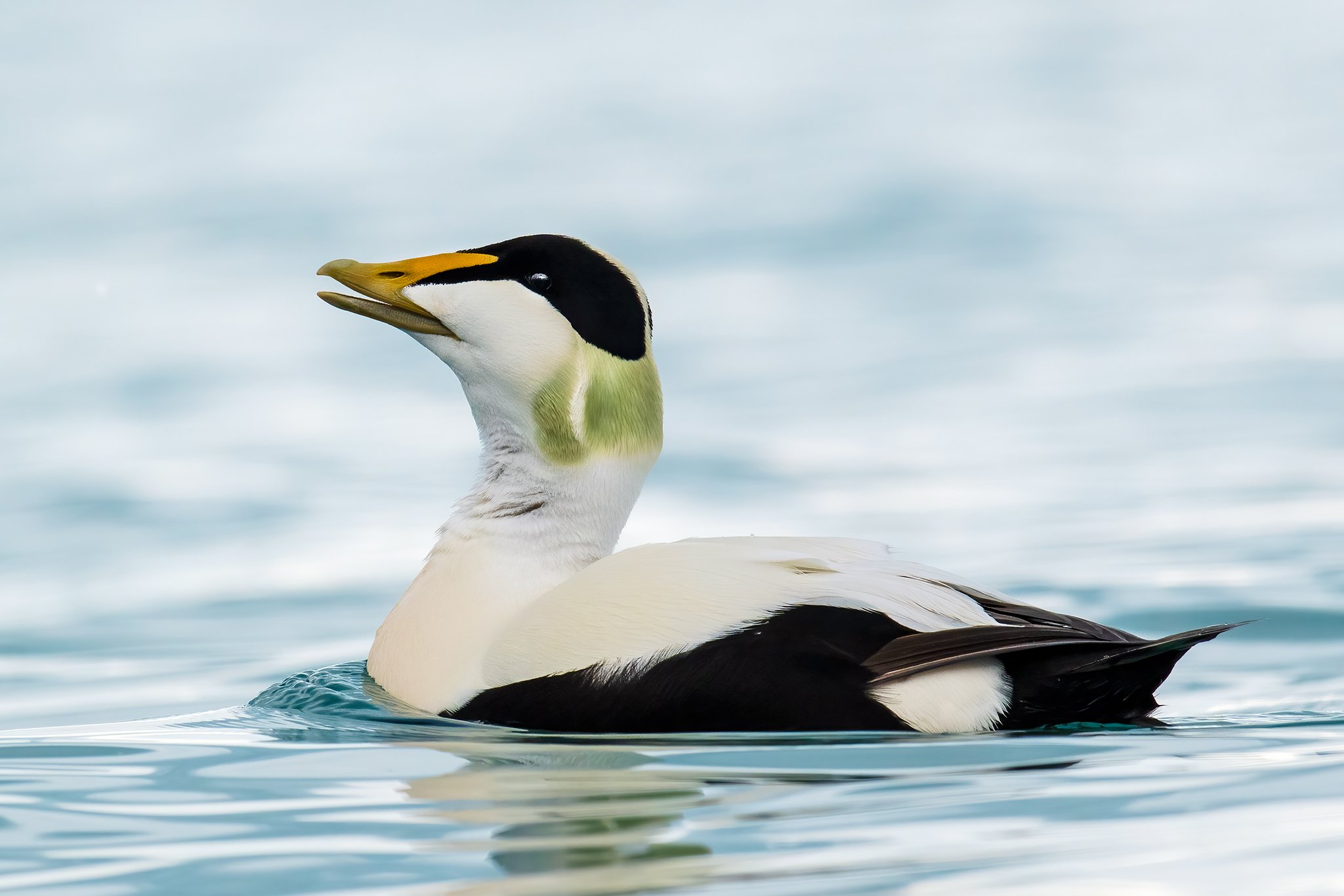 Eider Duck2.jpg