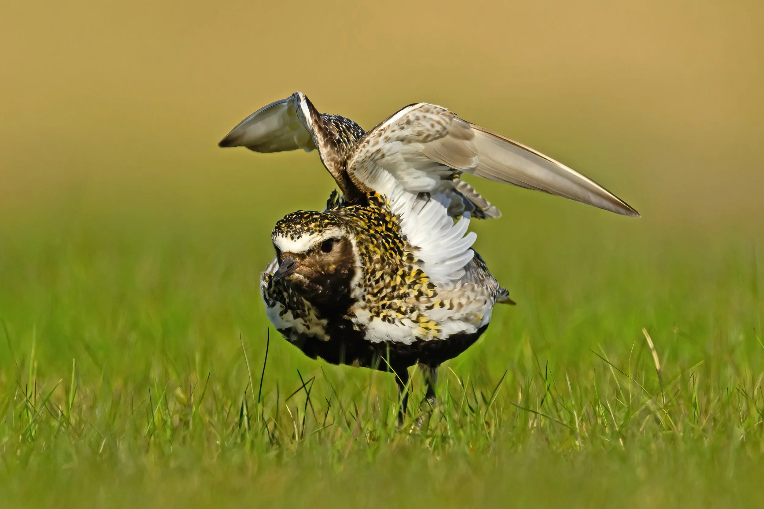 Golden Plover12.jpg