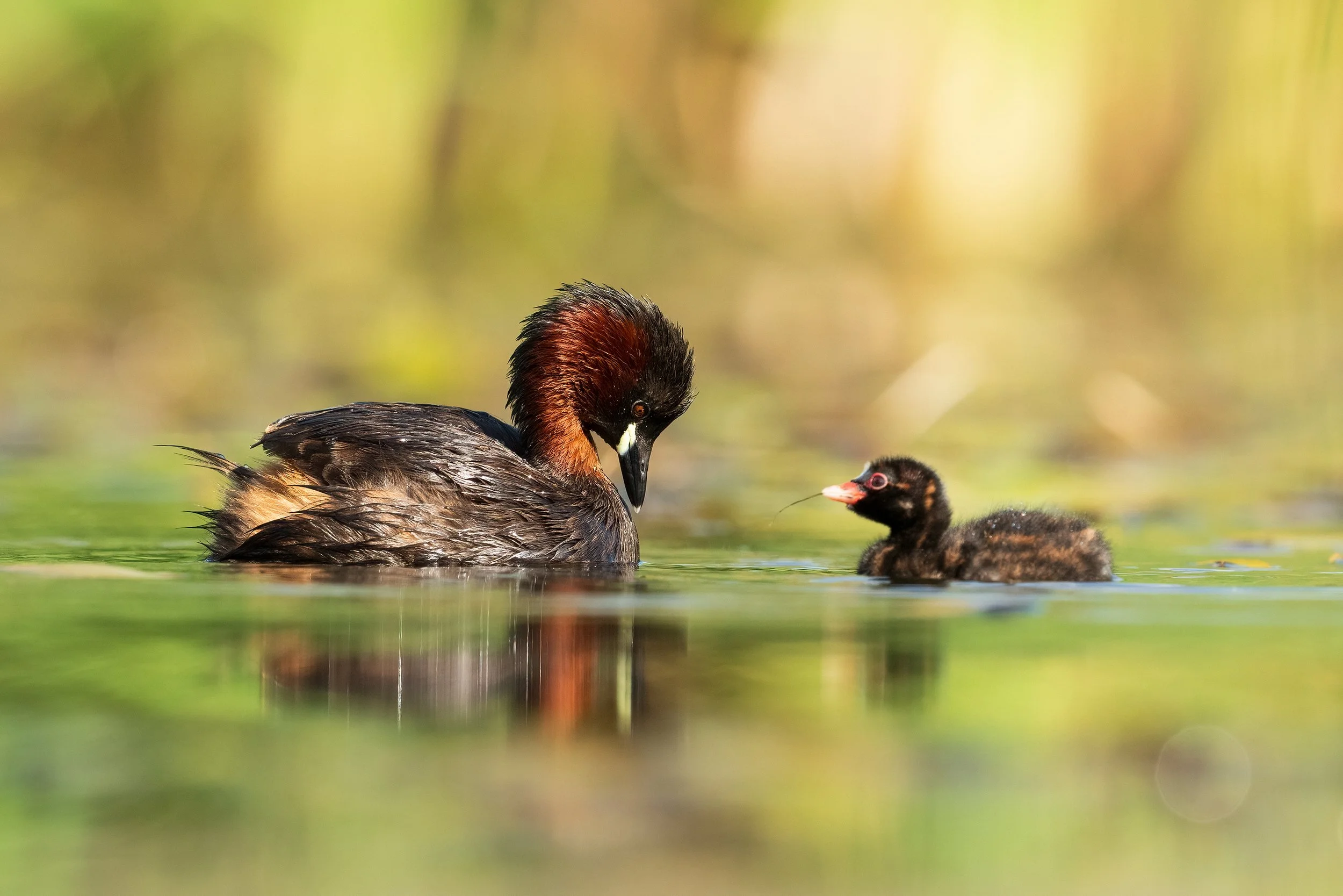 Little Grebes5.jpg