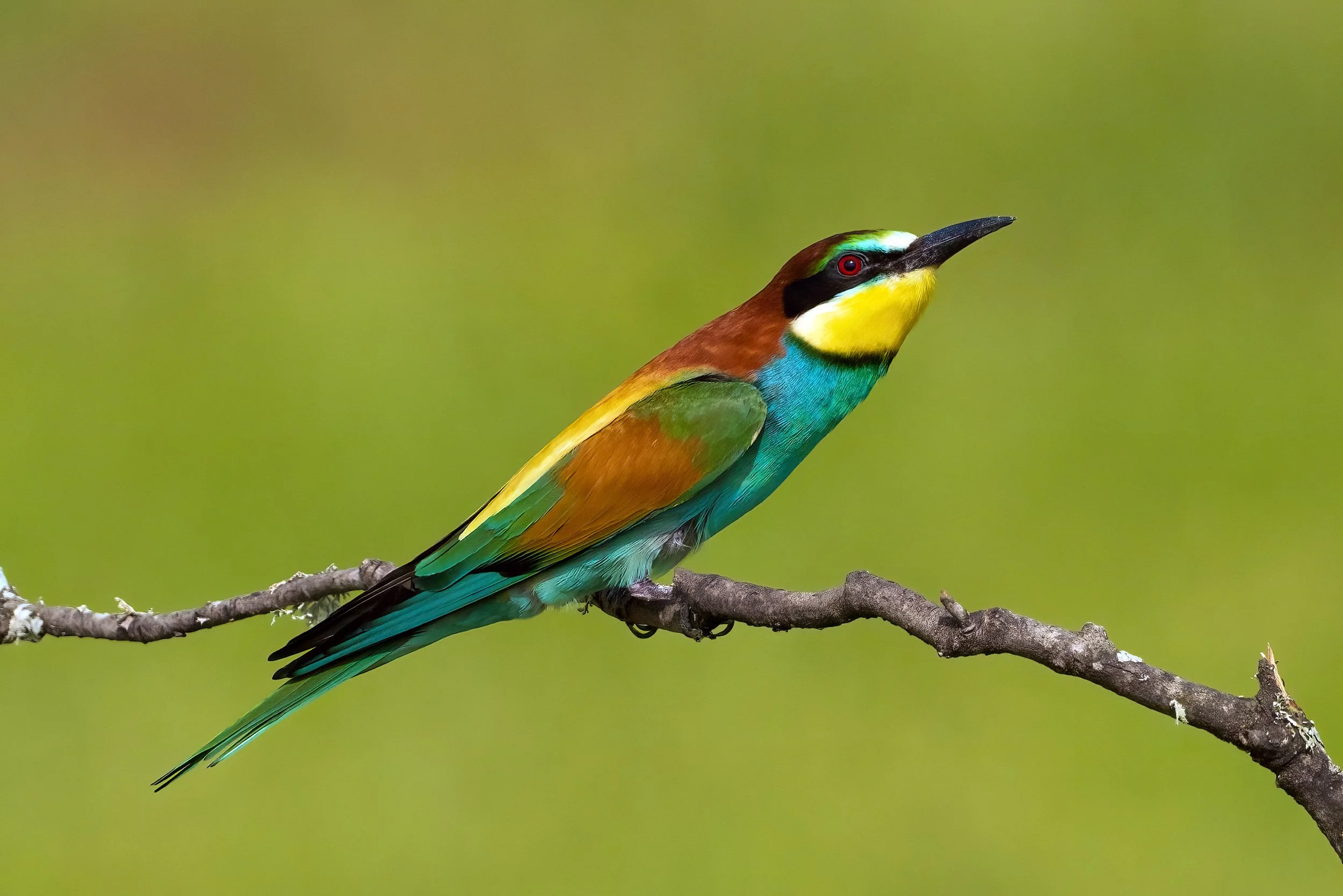 Bee Eaters17.jpg