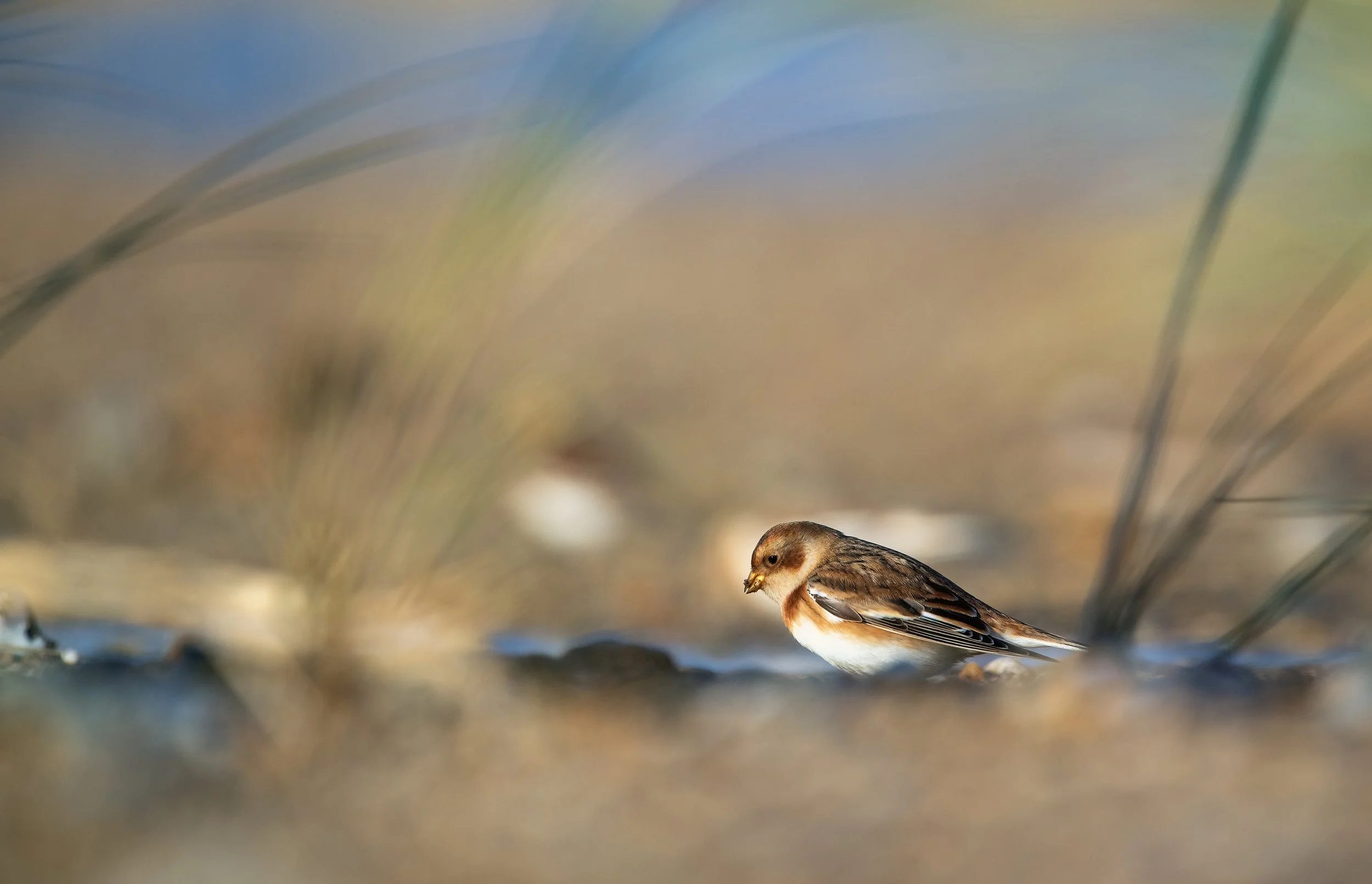 snowbunting7.jpg