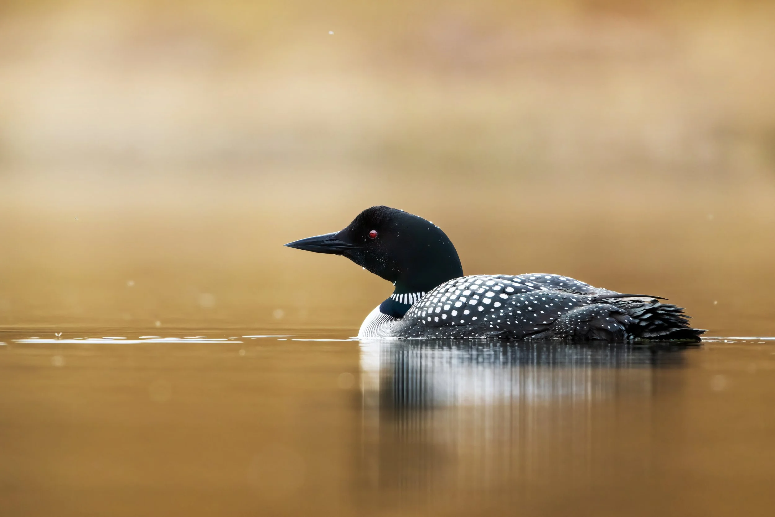 Loon.jpg
