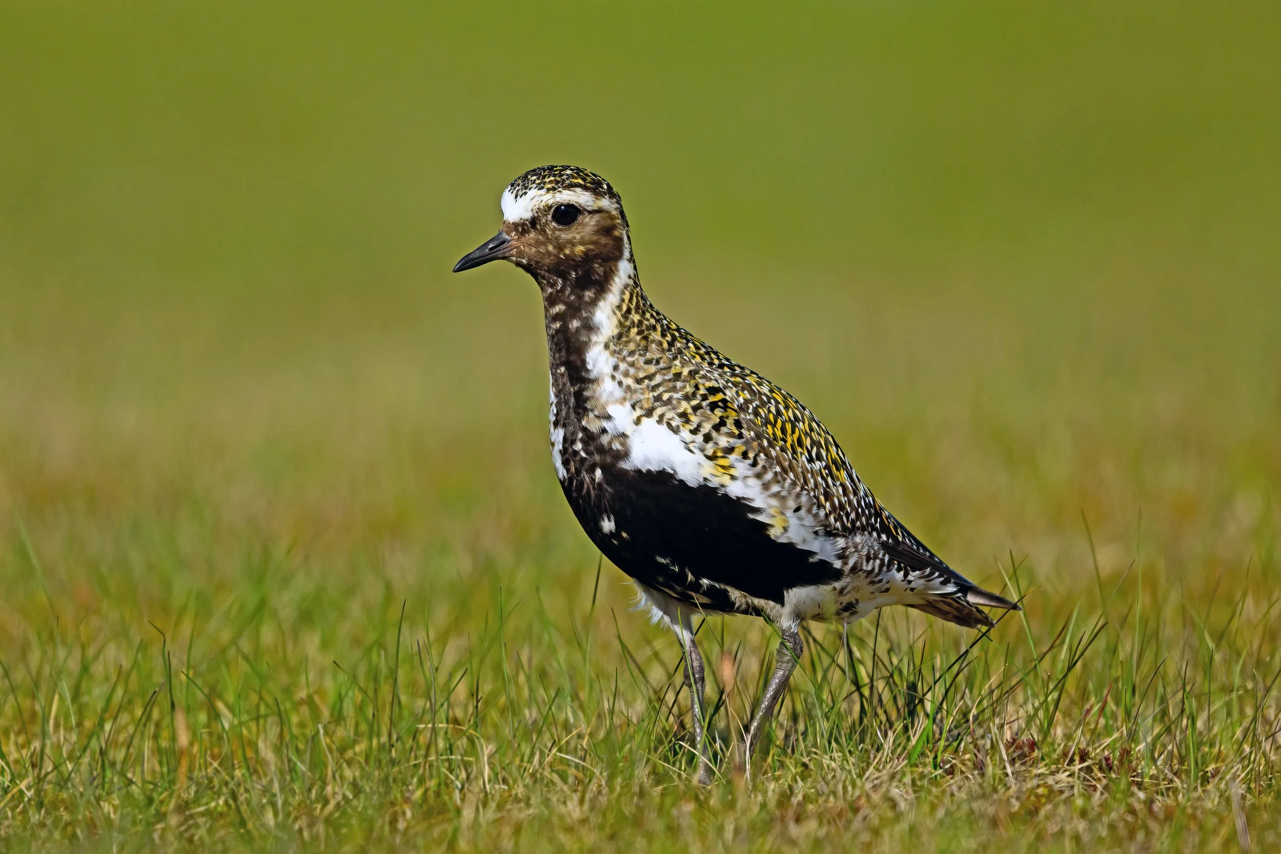 Golden Plover1.jpg