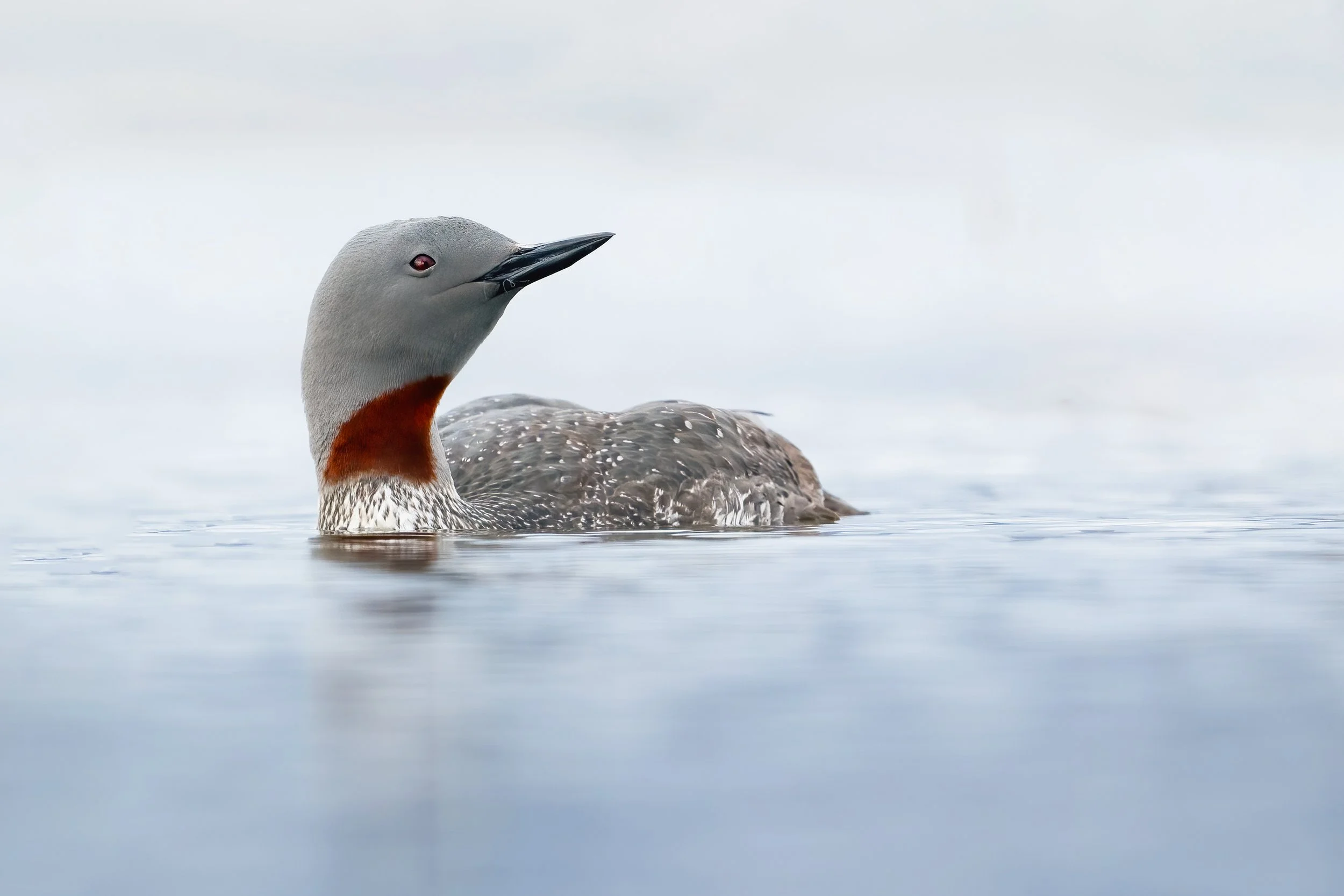 Loon4.jpg