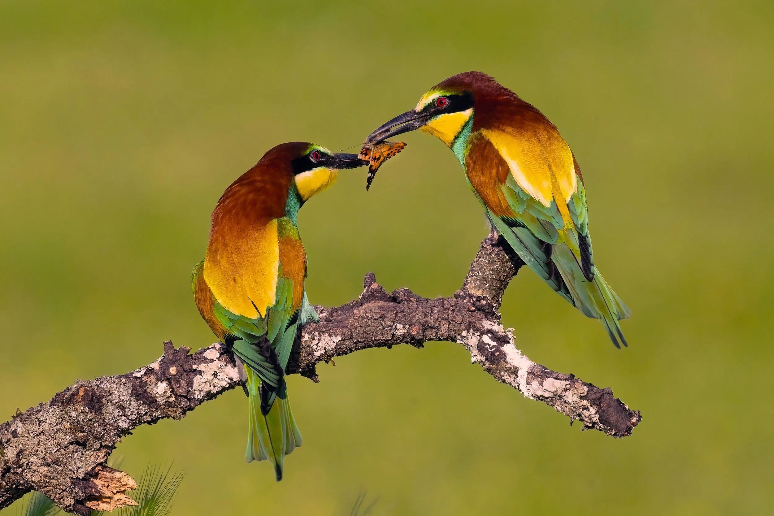 Bee Eaters3.jpg
