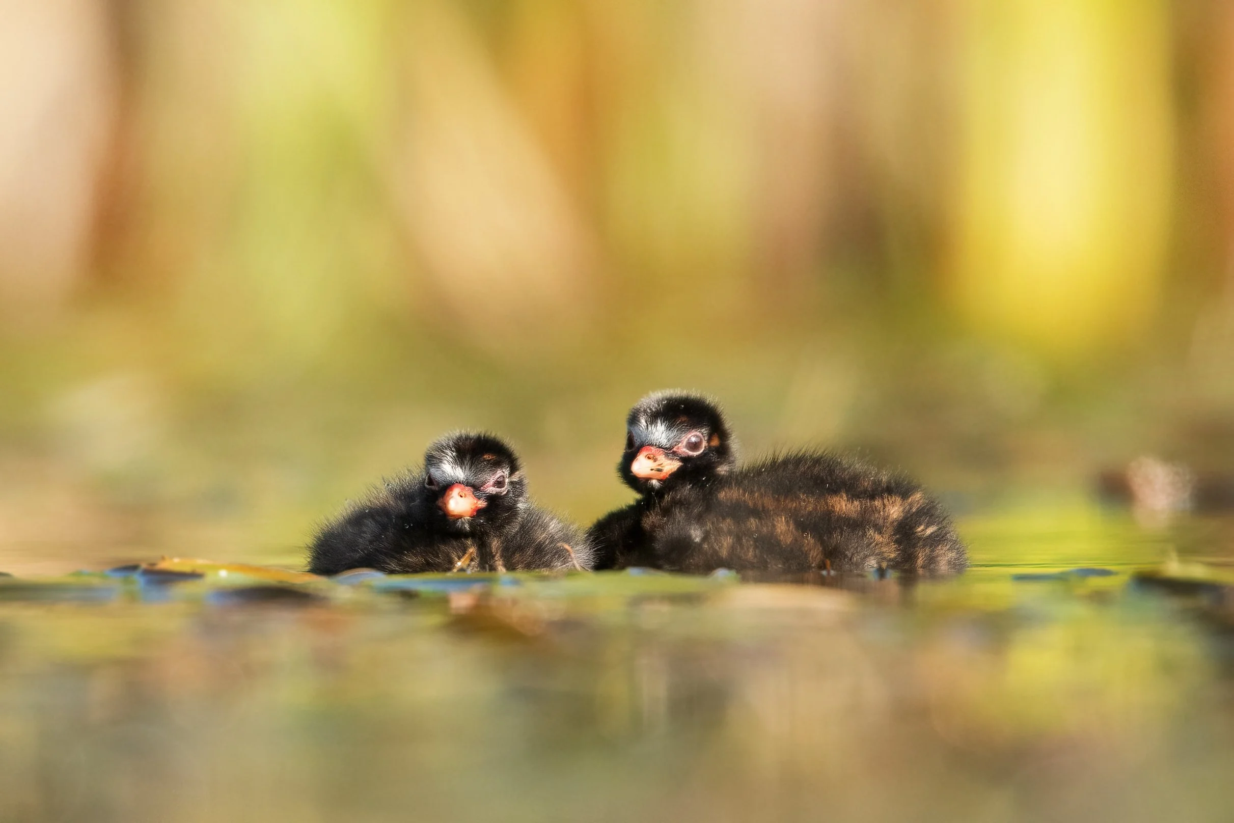Little Grebes6.jpg