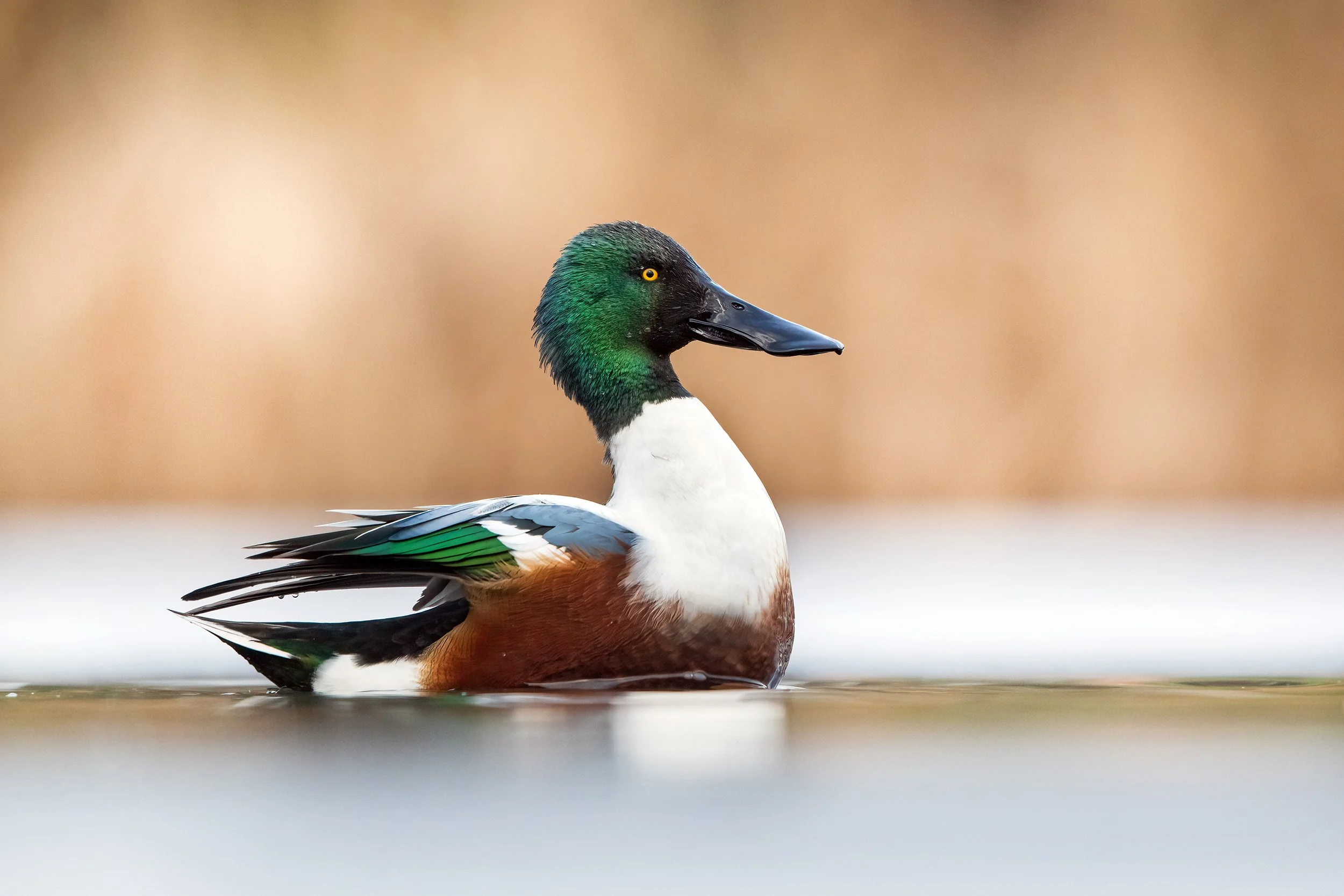 Shoveler9.jpg