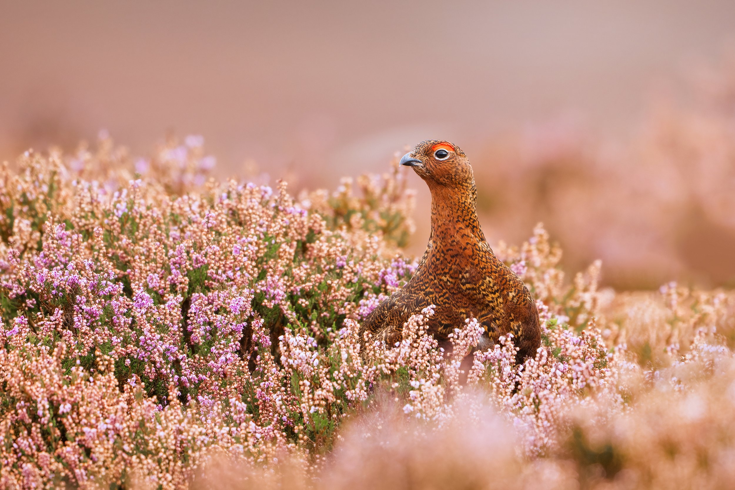 Red Grouse
