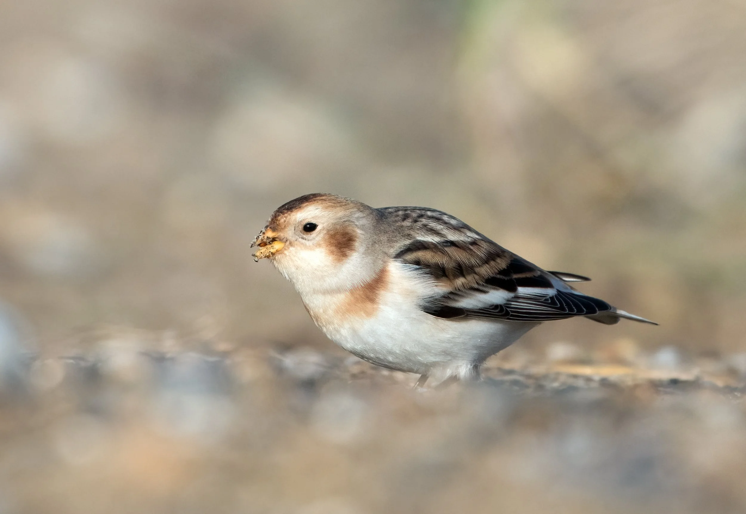 snowbunting.jpg