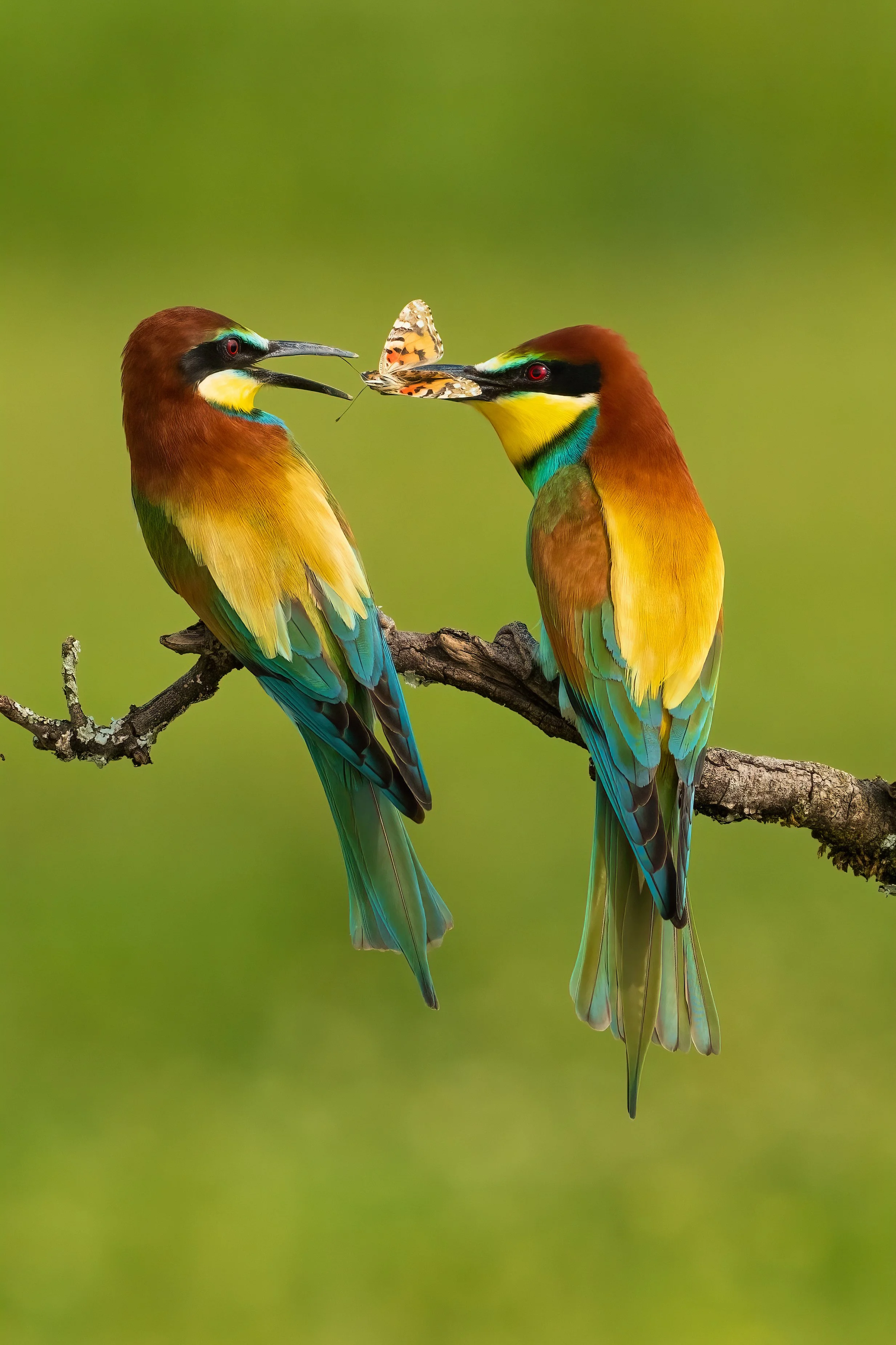 Bee Eaters13.jpg