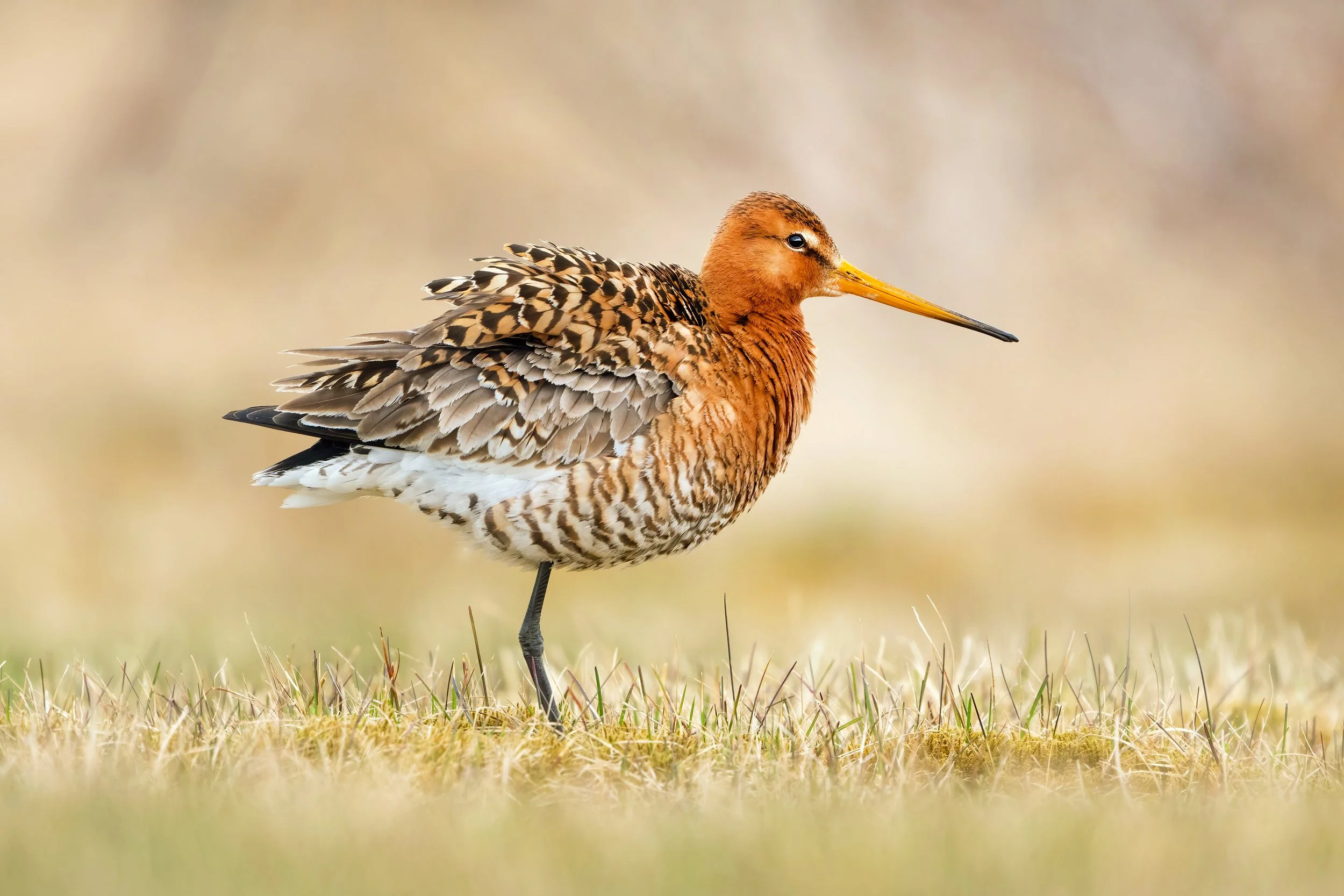 Godwit3.jpg