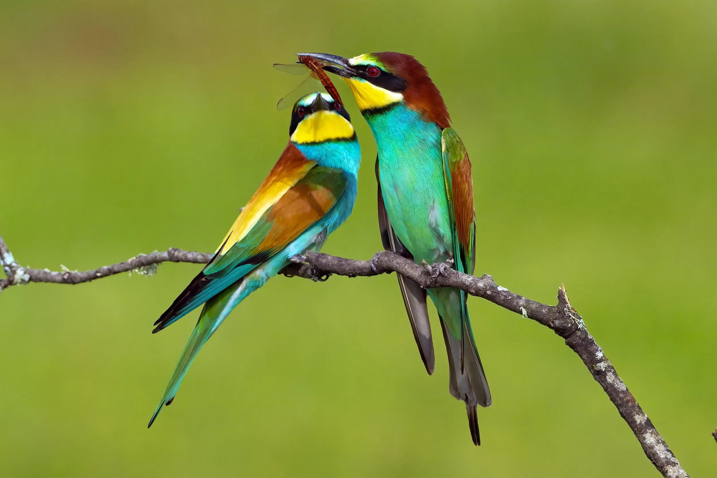 Bee Eaters18.jpg