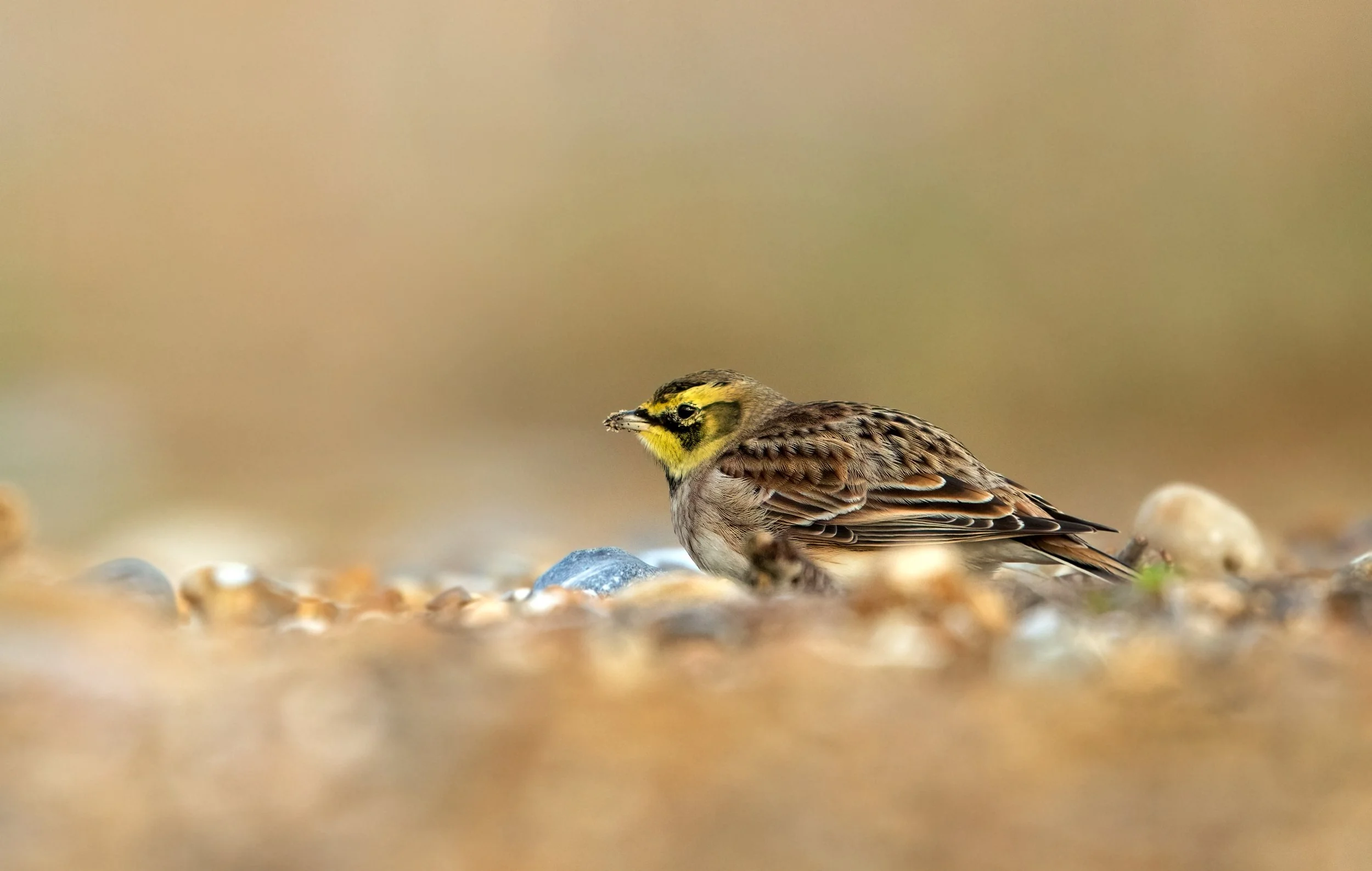 Shorelark2.jpg